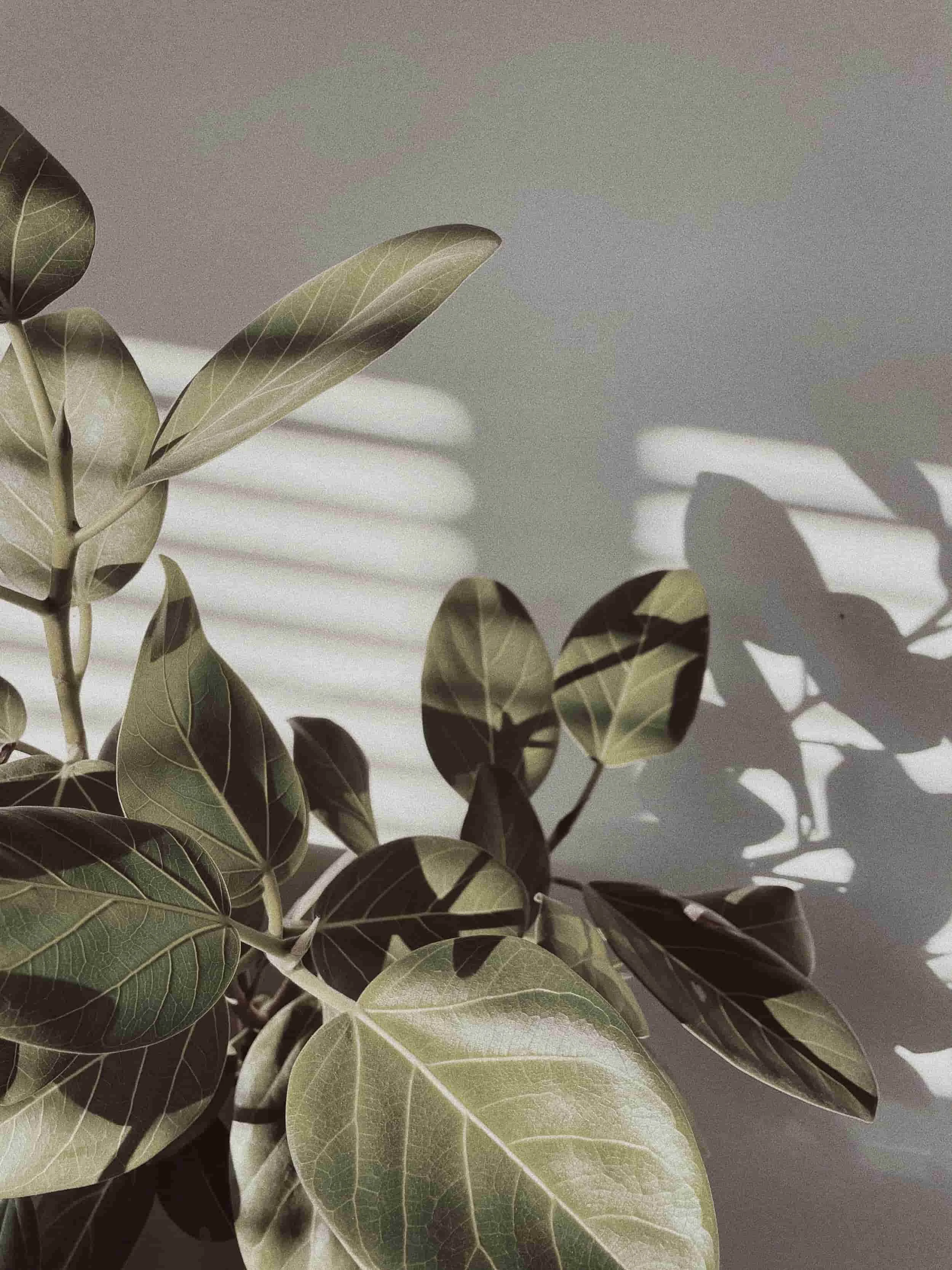 green plant leaves casting a shadow