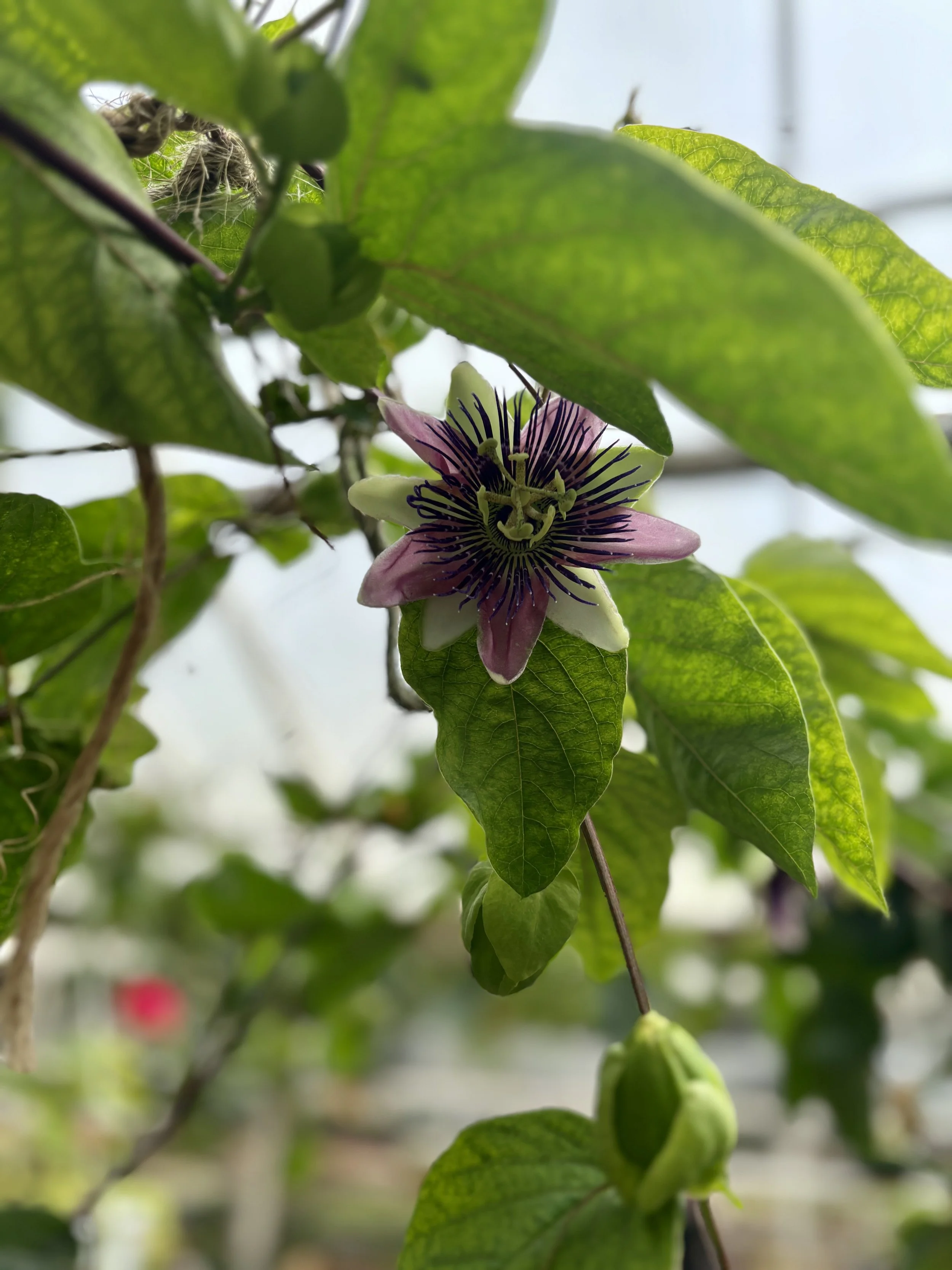 IMG_0743.jpeg (Copy)