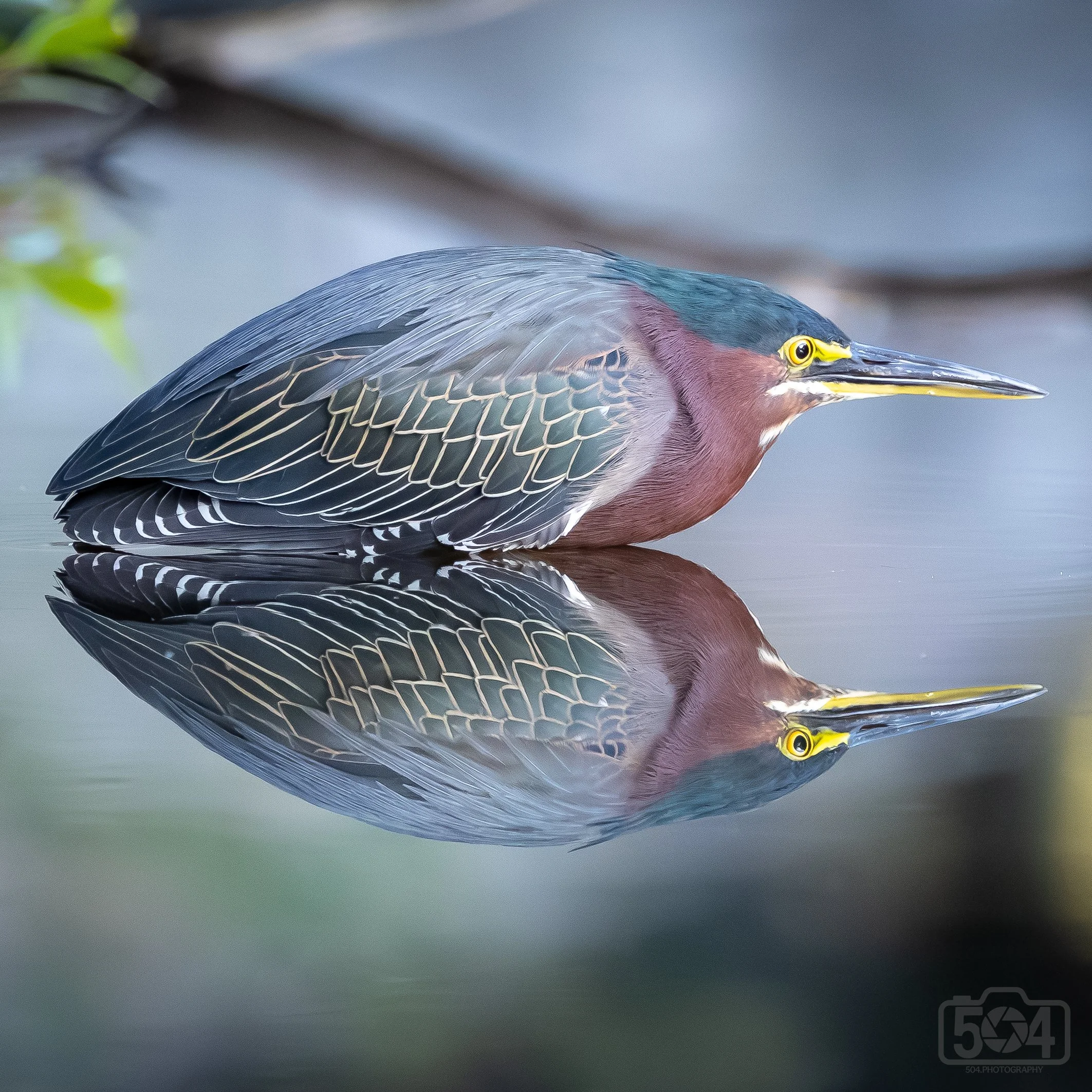 Green Heron at City Park.jpg