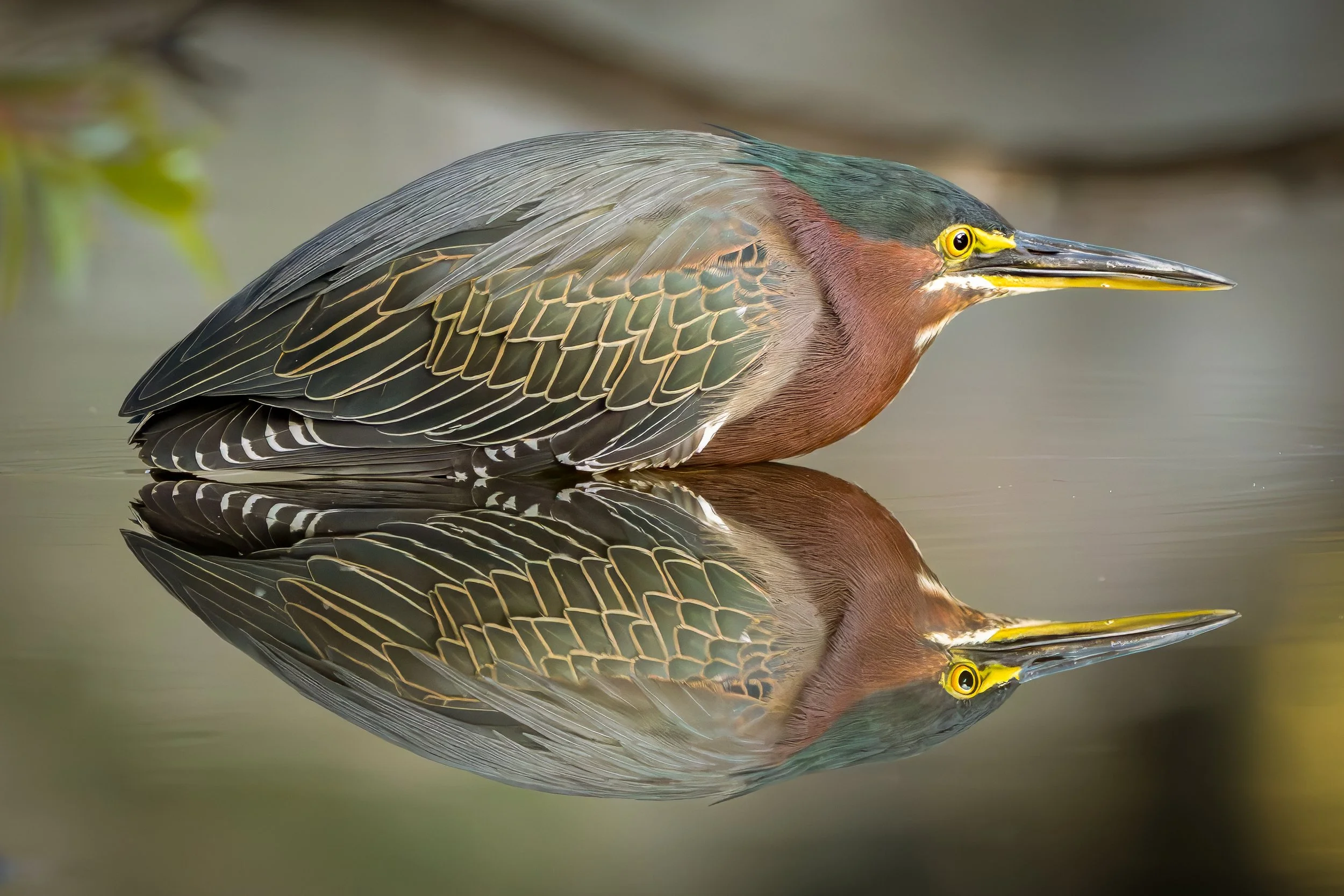 Still Green Heron with Reflection at City Park - FINAL.jpg