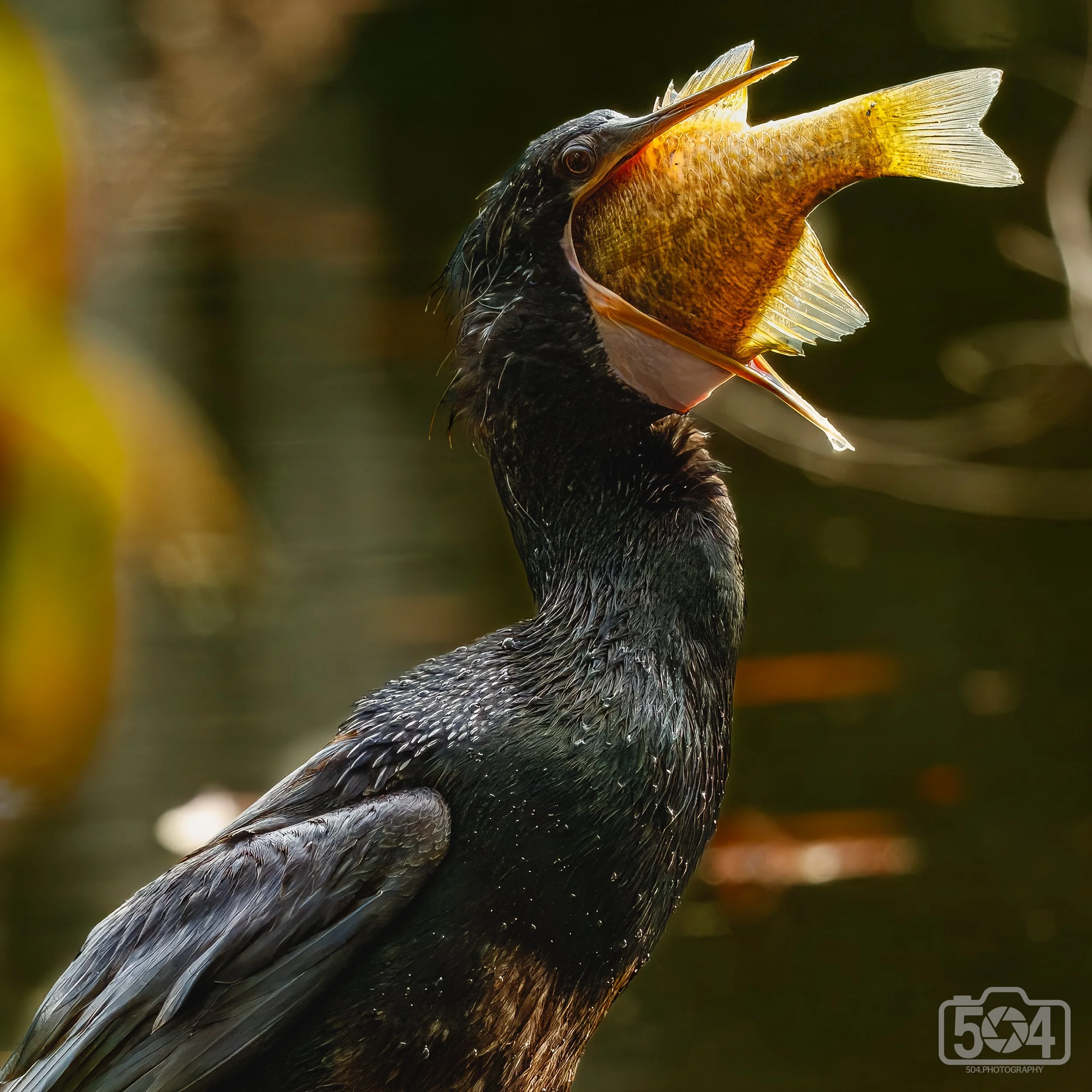 Anhinga with Large Perch.jpg