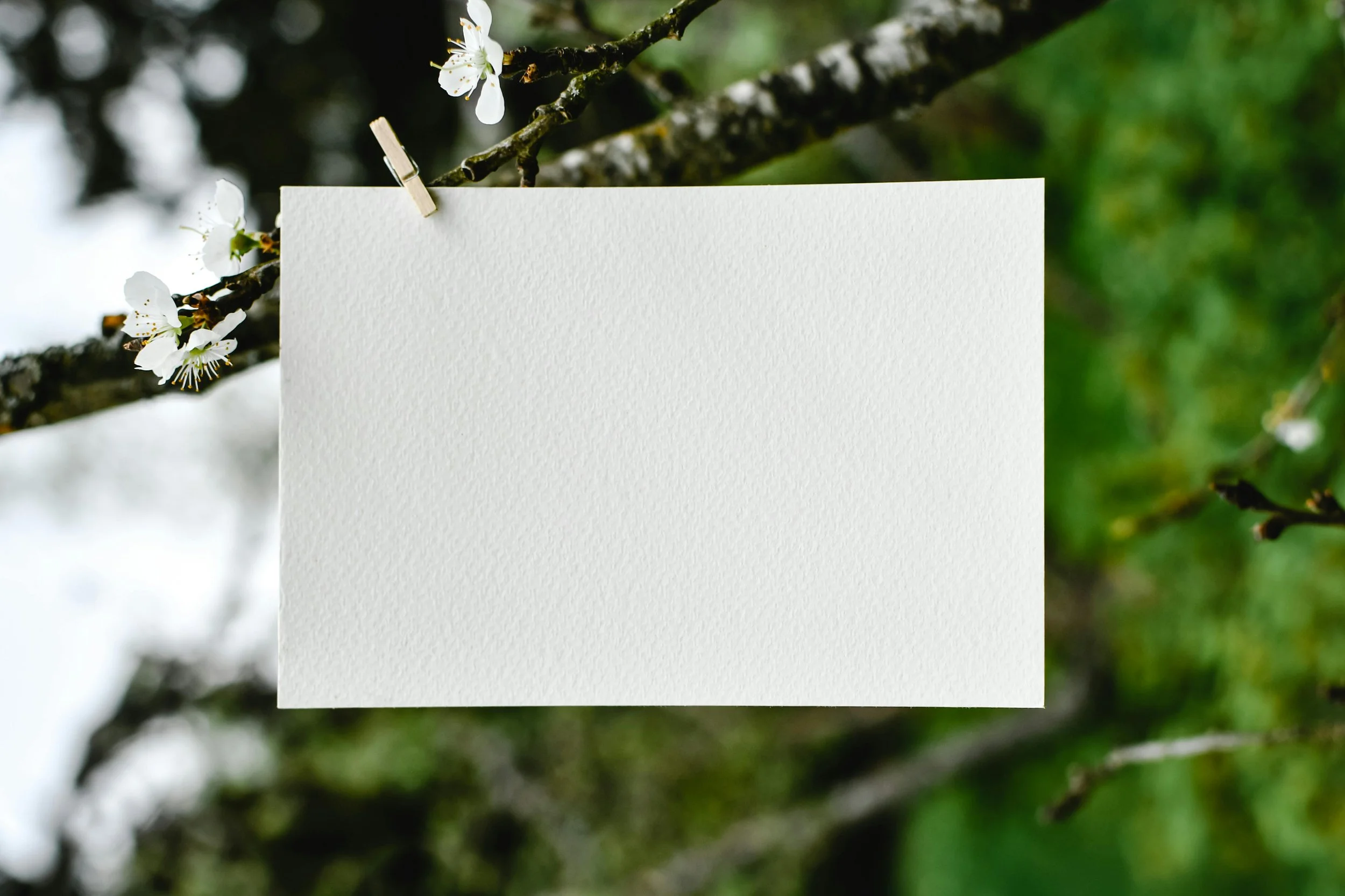 A blank piece of paper is hanging on a blooming tree branch with small white flowers. The background is green and blurred.