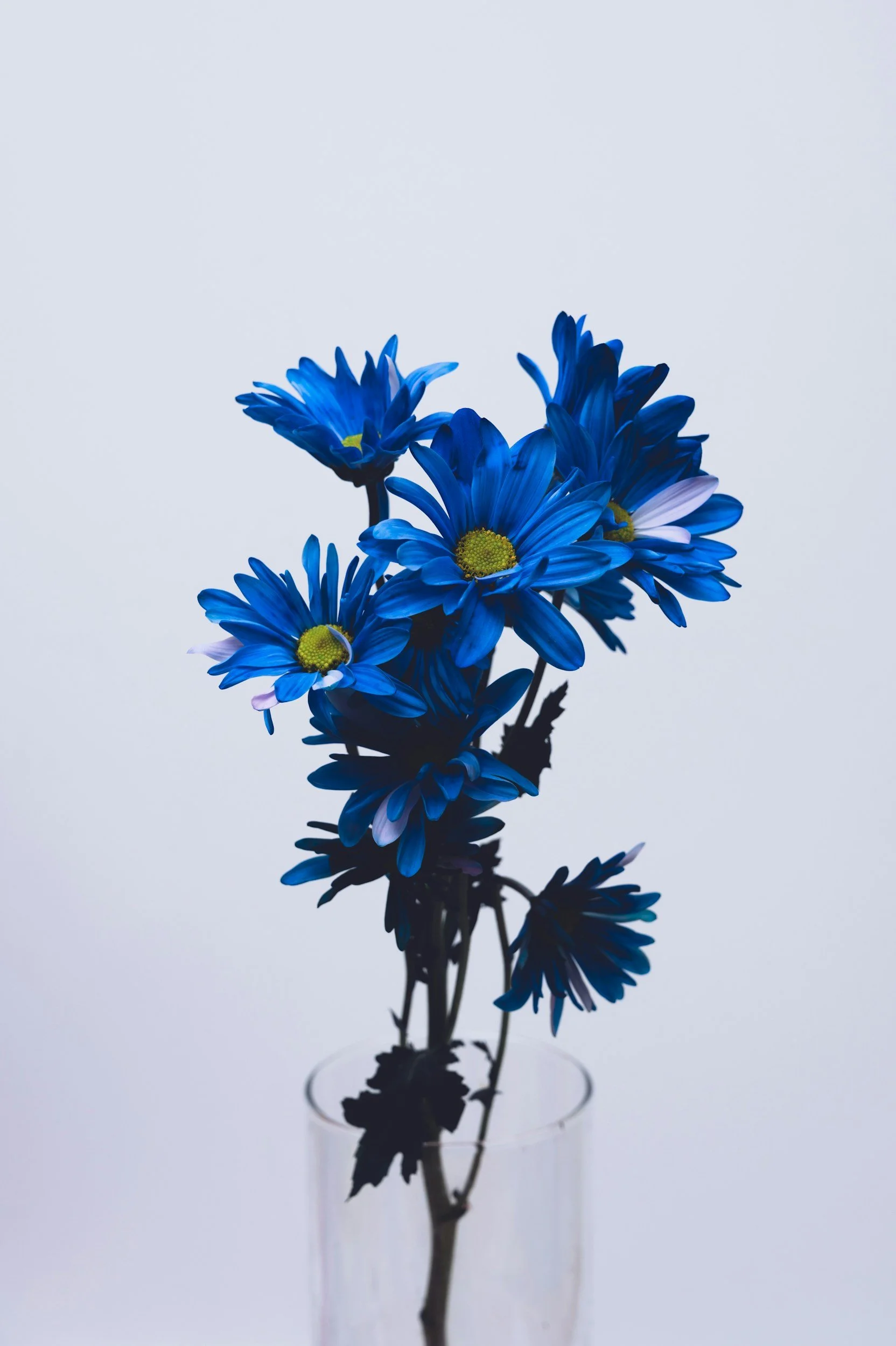 A bouquet of vibrant blue daisies in a glass vase with a plain white background.