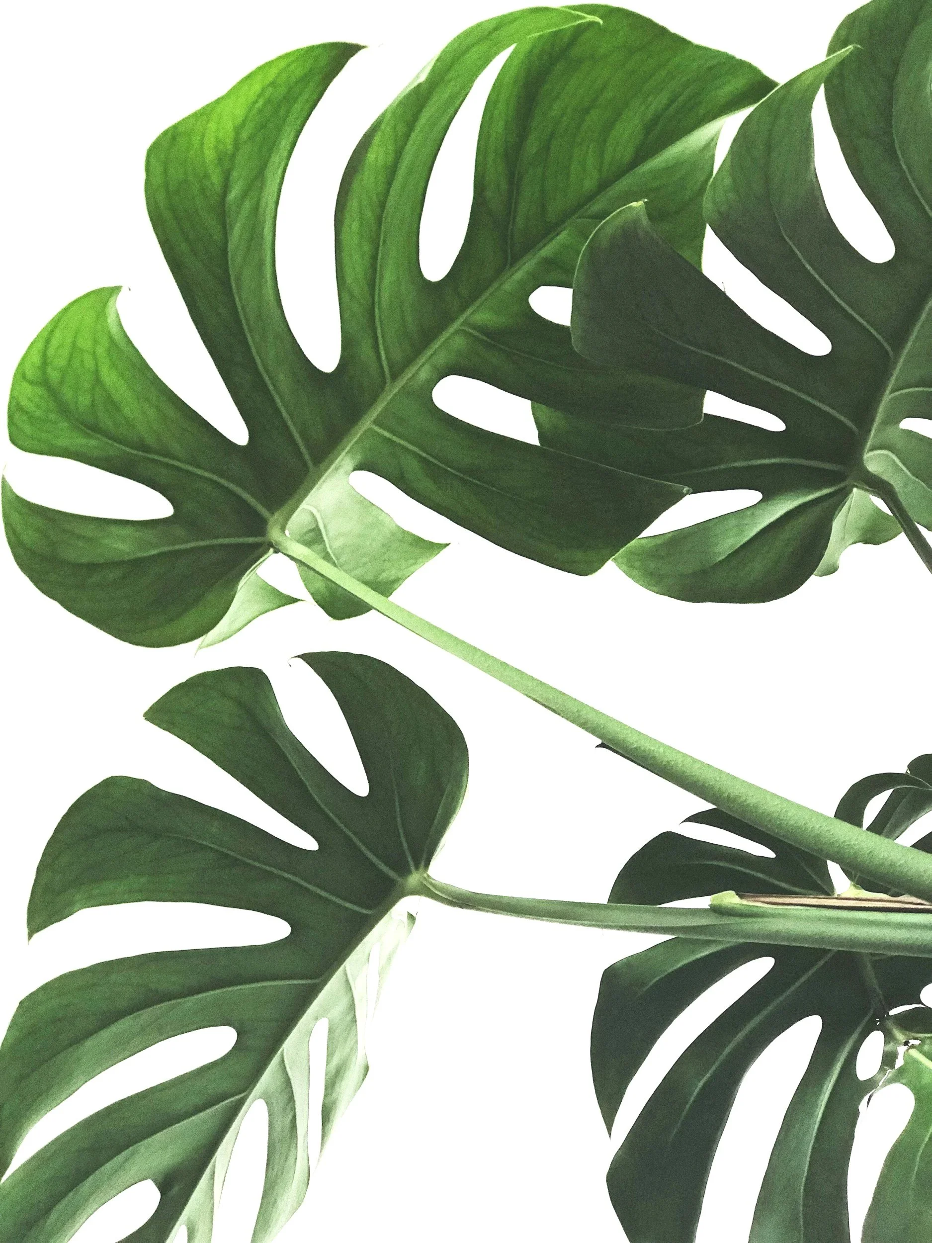 Close-up of green Monstera leaves with a white background.