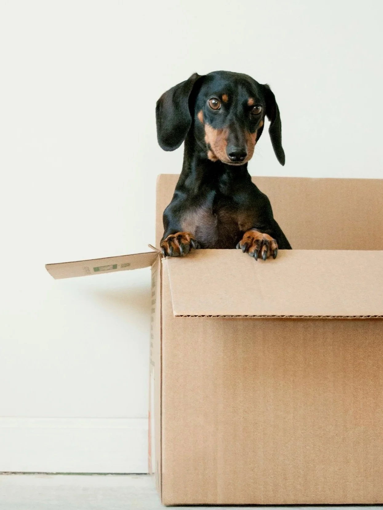 A black and tan Dachshund puppy with floppy ears peeking out of a cardboard box.