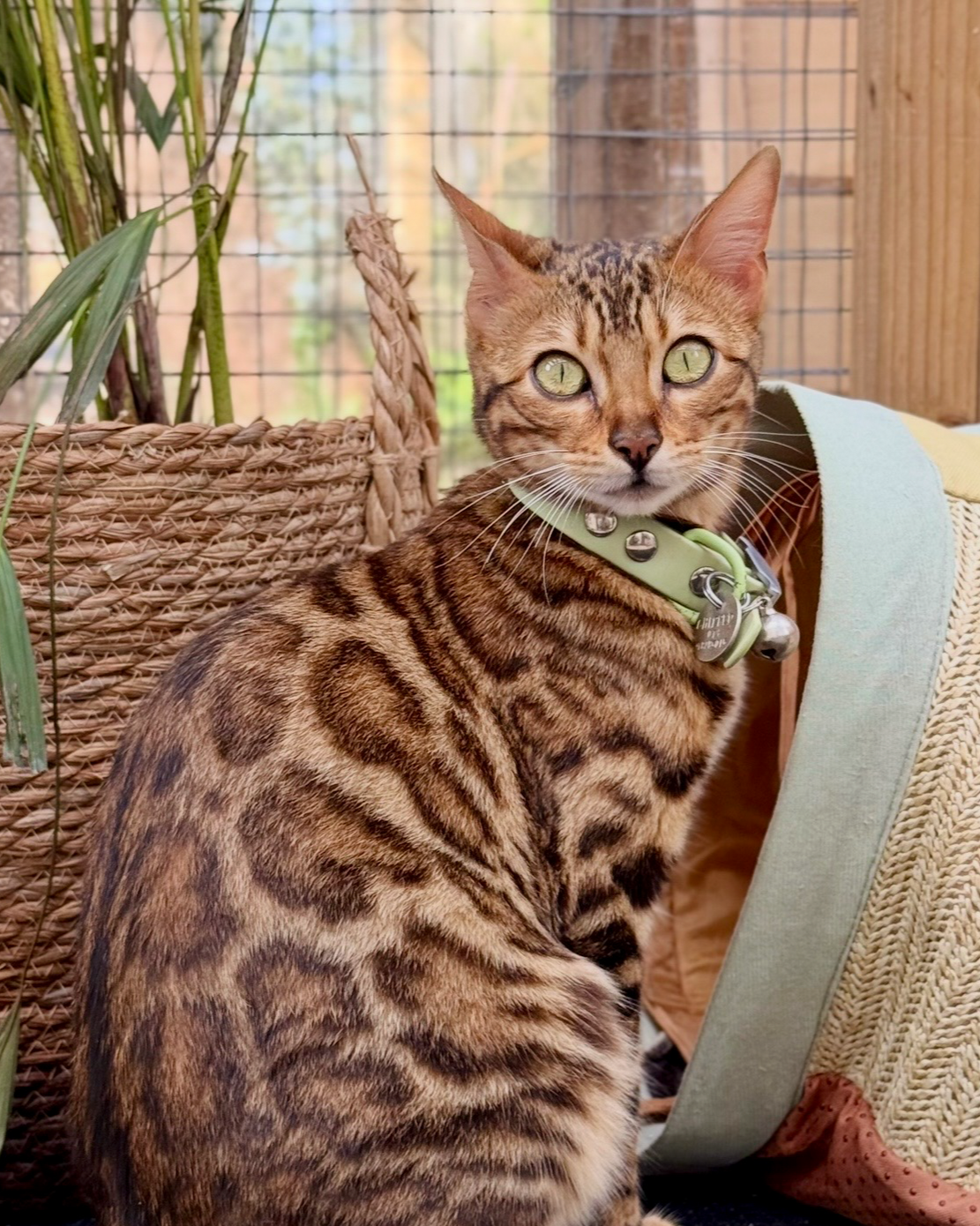 A tabby cat with green eyes and a green collar with bells, sitting on a wicker surface near plants and decorative items.