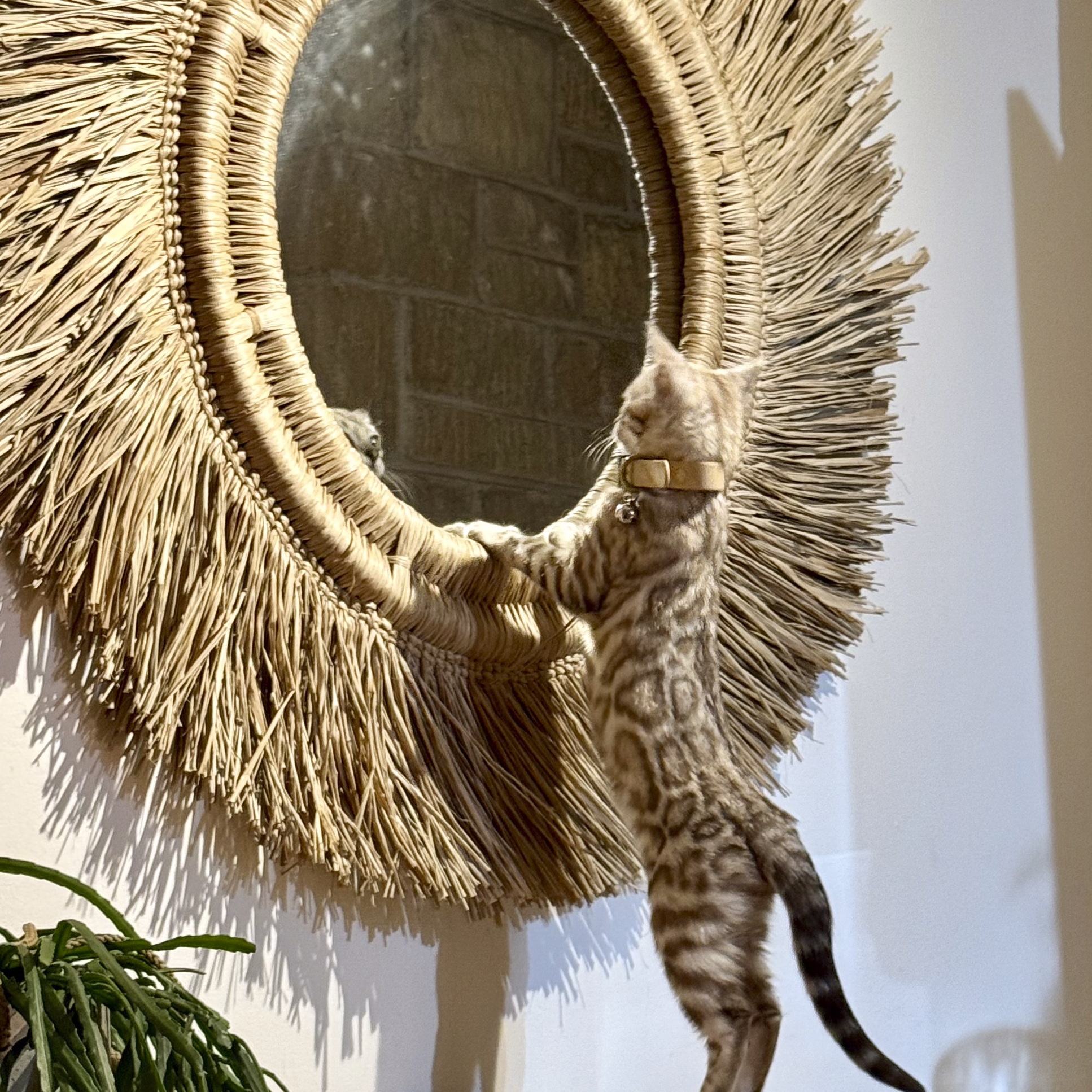 A tabby cat with a collar and bell pulling on a woven straw doorstop or hanging decoration.