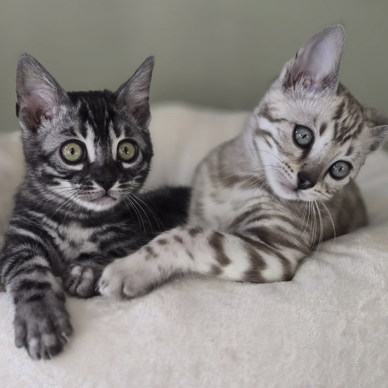 Two young cats with silver and black striped fur lying on a soft white surface, looking at the camera.