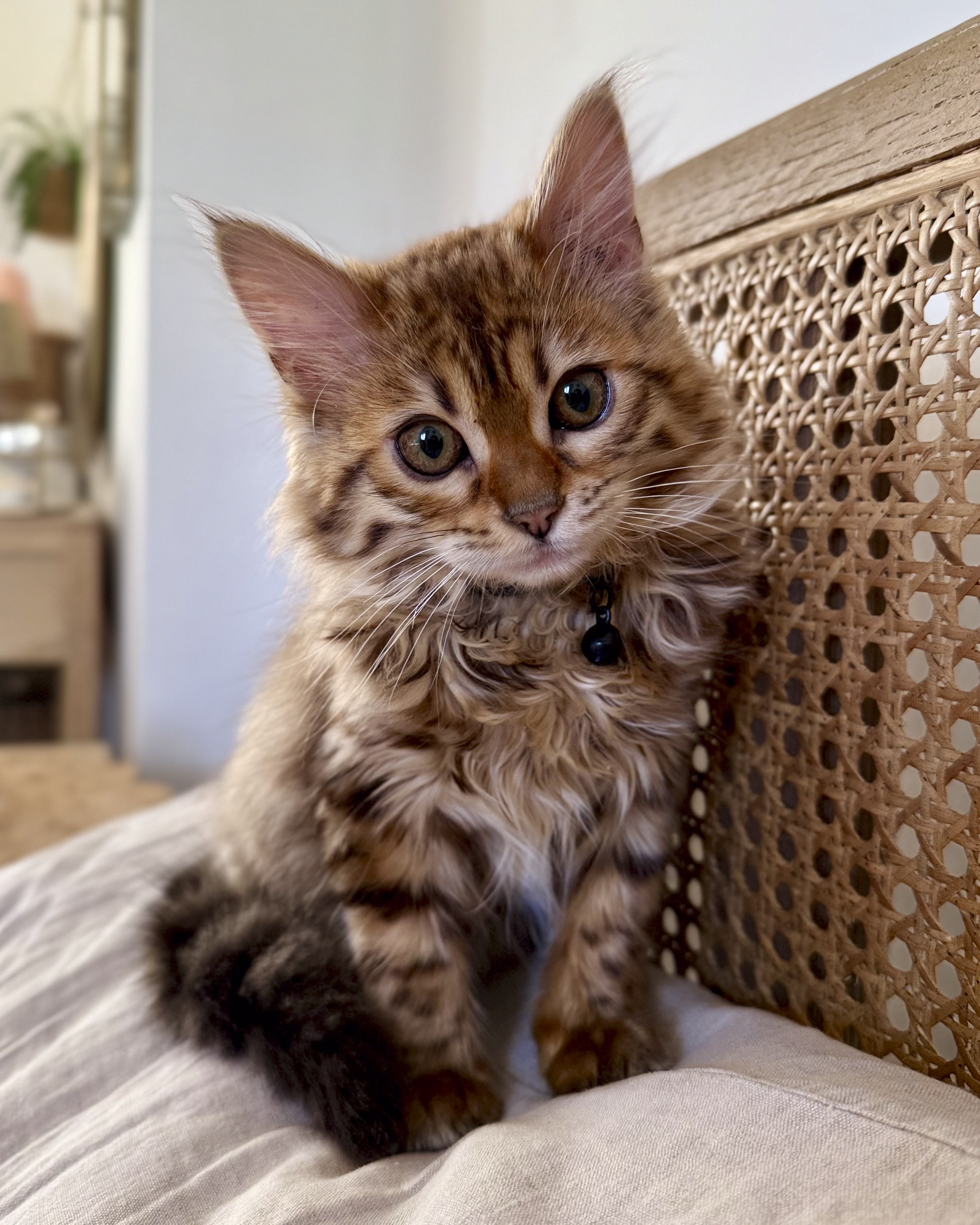 Close-up of a brown tabby kitten with green eyes, sitting on a person's lap with a woven wicker headboard in the background.