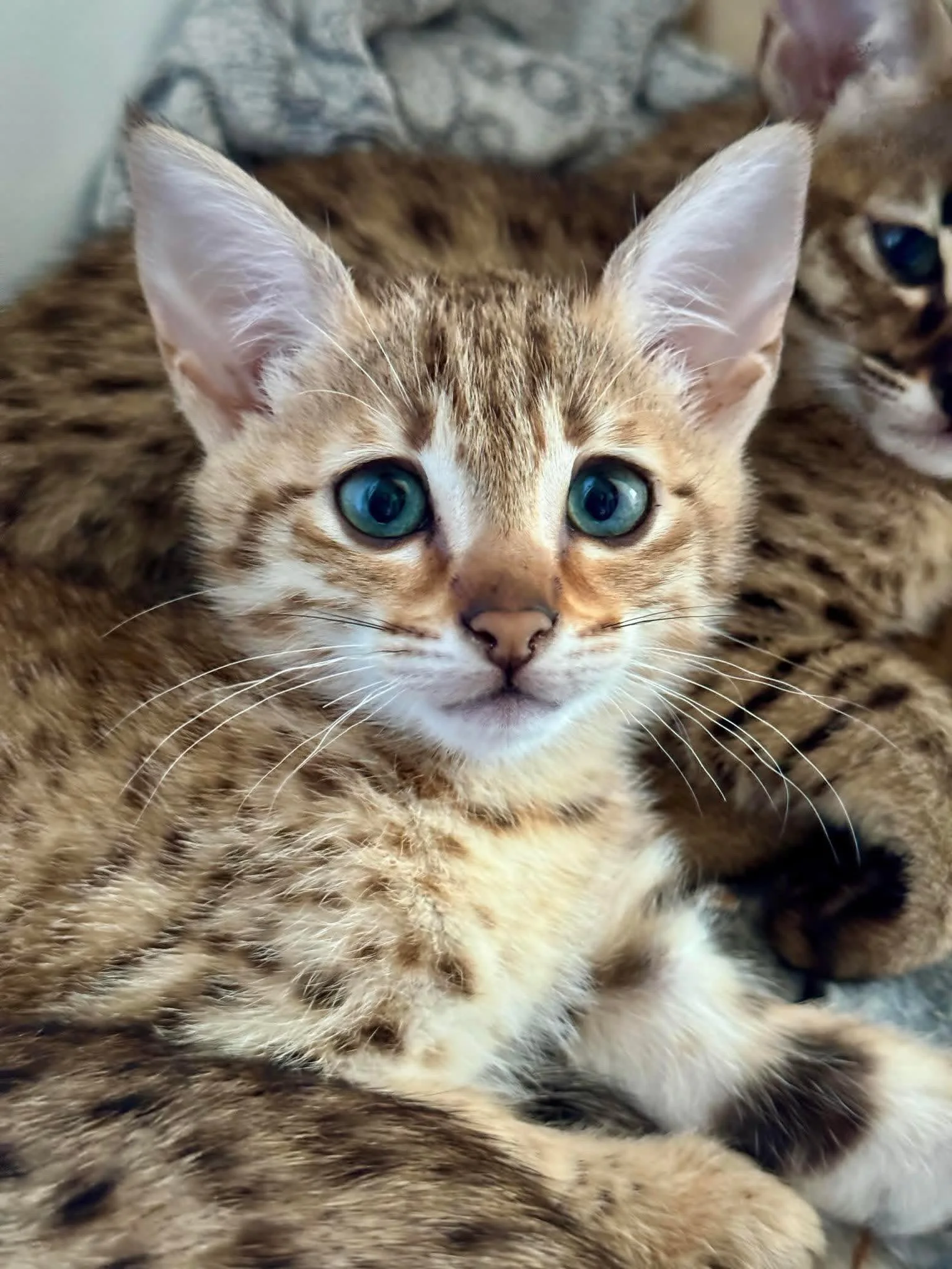 Close-up of a young tabby kitten with big blue eyes, resting among other kittens on a soft surface.