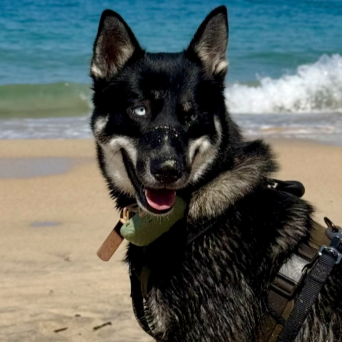 A husky dog at the beach, with the ocean and waves in the background, looking at the camera with a happy expression.