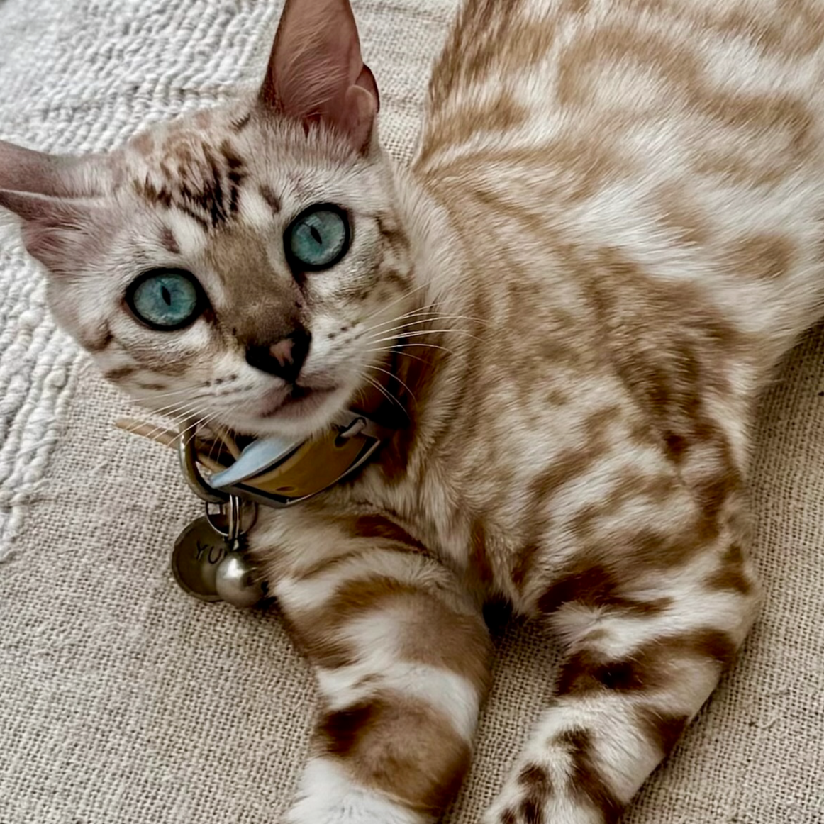 A tabby cat with striking blue eyes lying on a beige textured fabric surface, wearing a collar with tags.