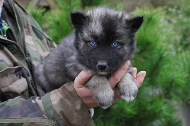 Small gray and black puppy with blue eyes being held outdoors near green plants.