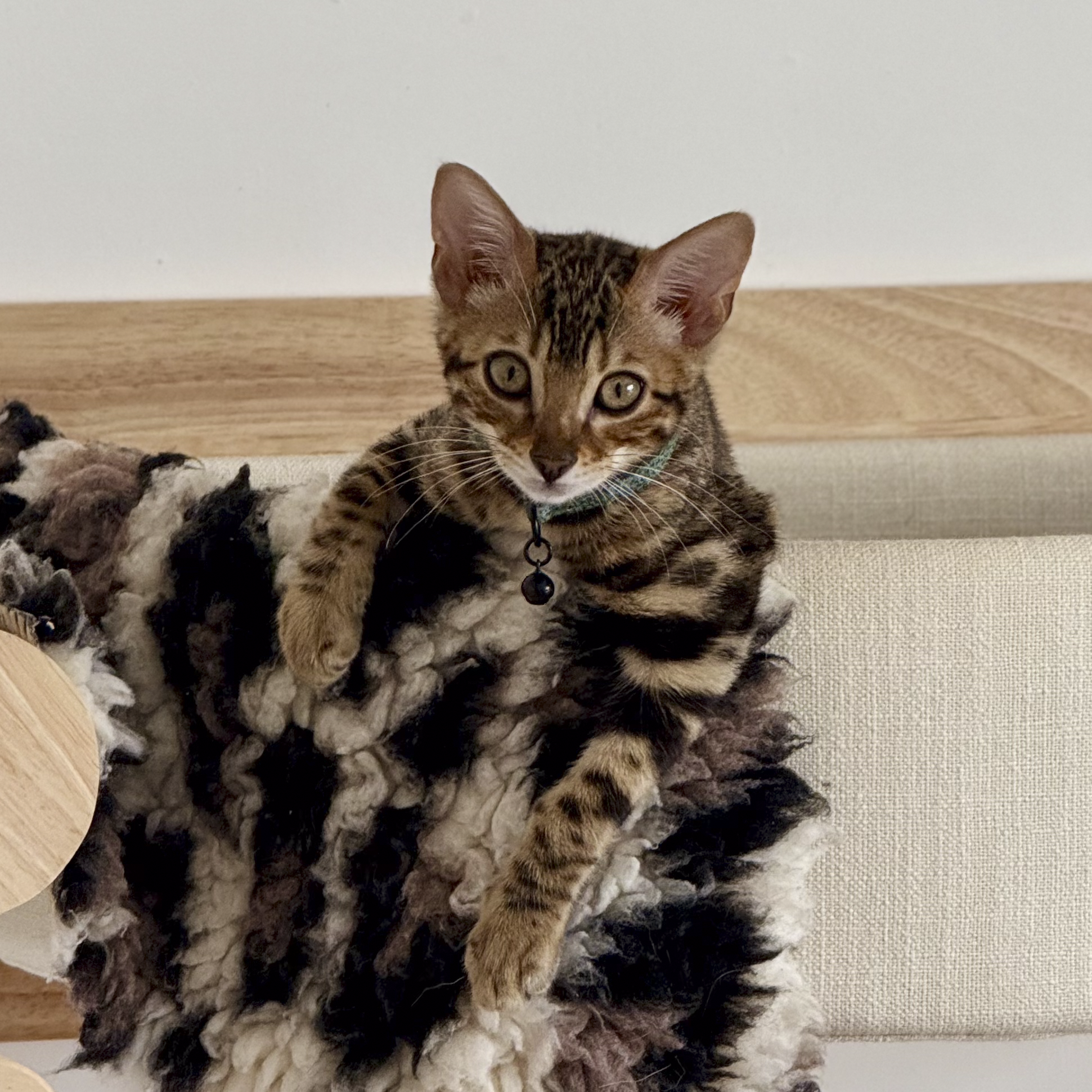 A young tabby cat with a collar and bell lying on a soft, multicolored fuzzy blanket at a wooden floor and white wall background.