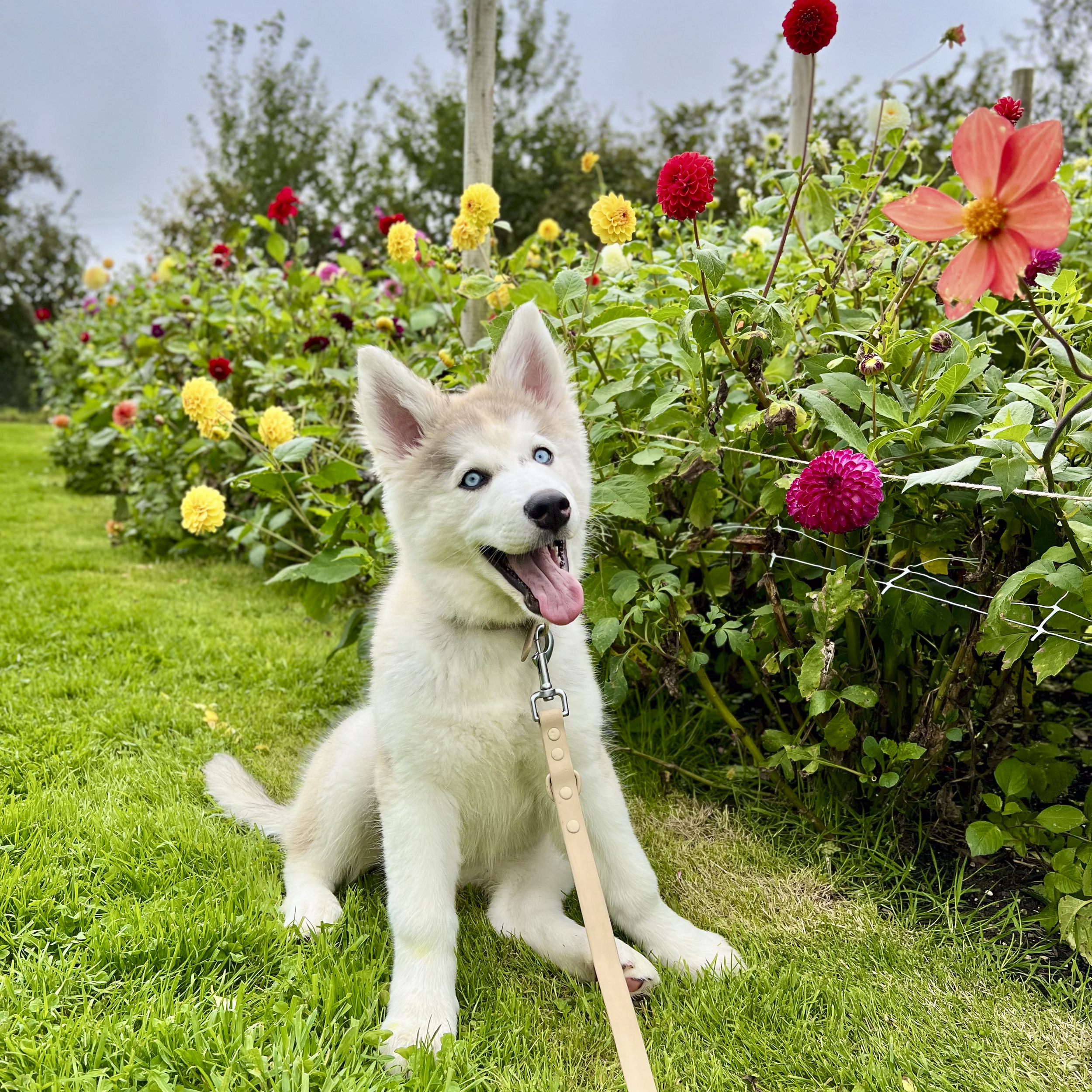 A white and gray Siberian Husky puppy with blue eyes standing outdoors on a patch of green grass, surrounded by colorful blooming flowers including red, yellow, orange, and purple petals. A leash is attached to its collar, and it appears to be happy with its tongue out.