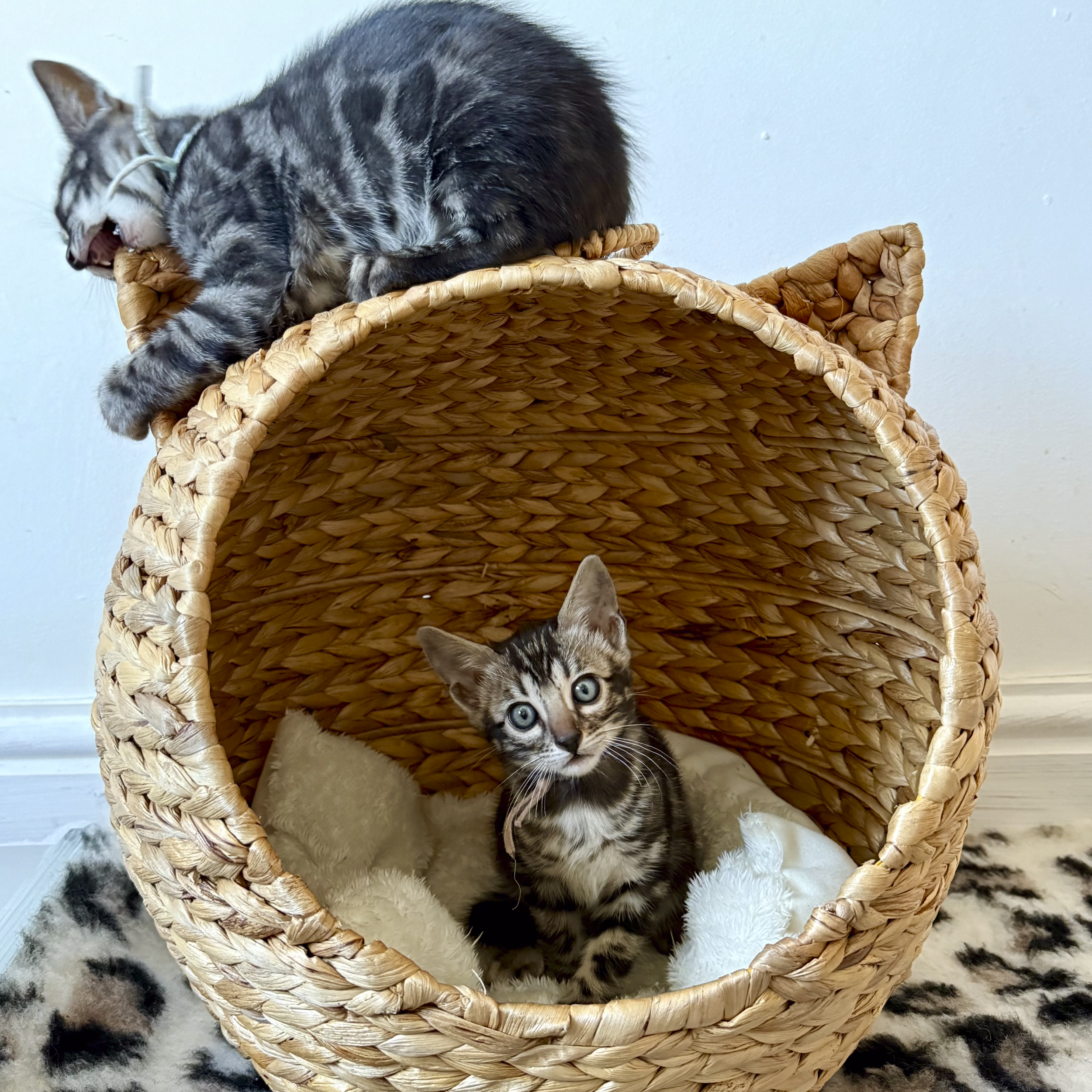 Young tabby kitten with blue eyes sitting inside a woven basket with a fluffy white rug underneath.