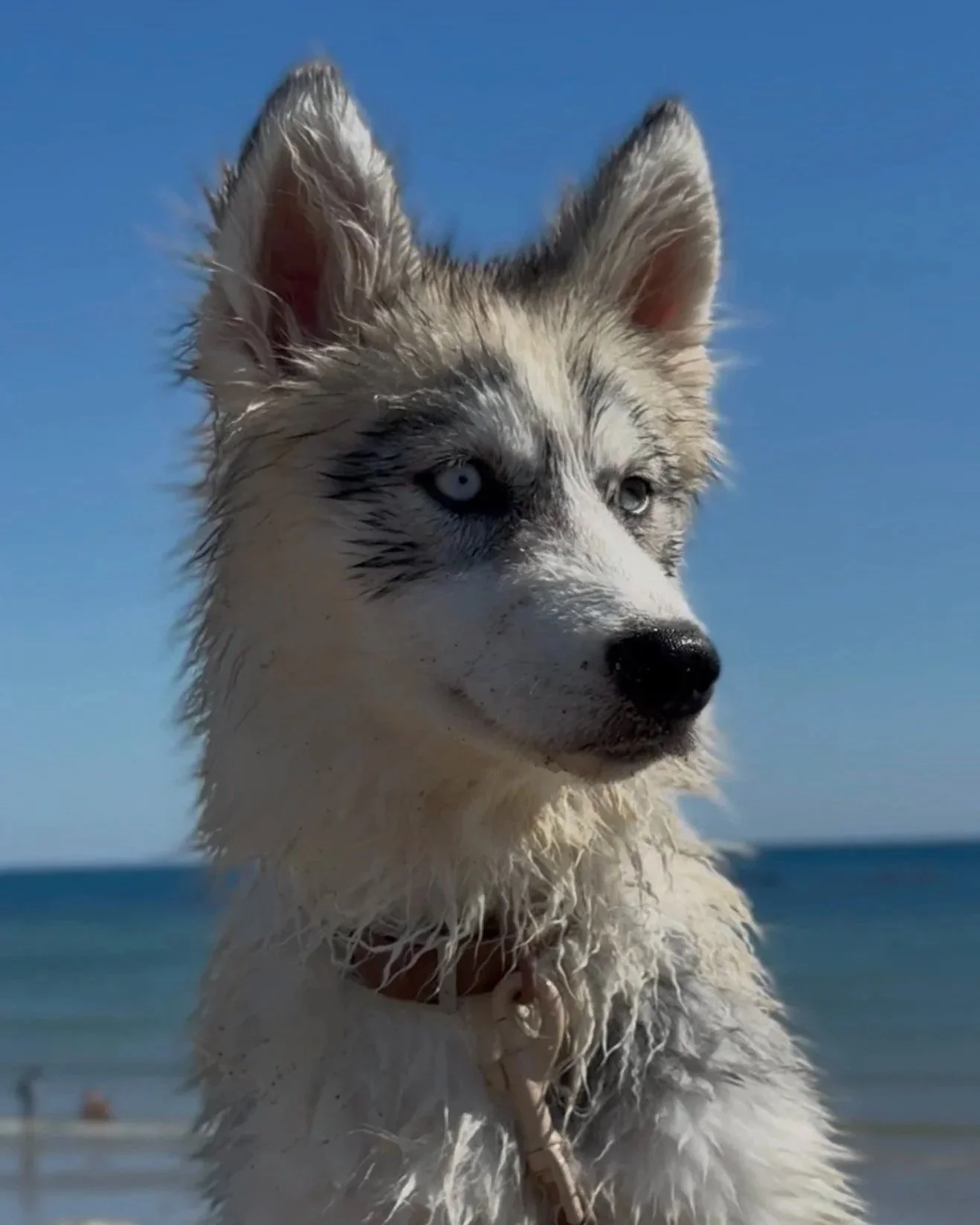 A close-up of a Siberian Husky dog with blue eyes, wet fur, and erect ears, standing outdoors near a body of water under a clear blue sky.