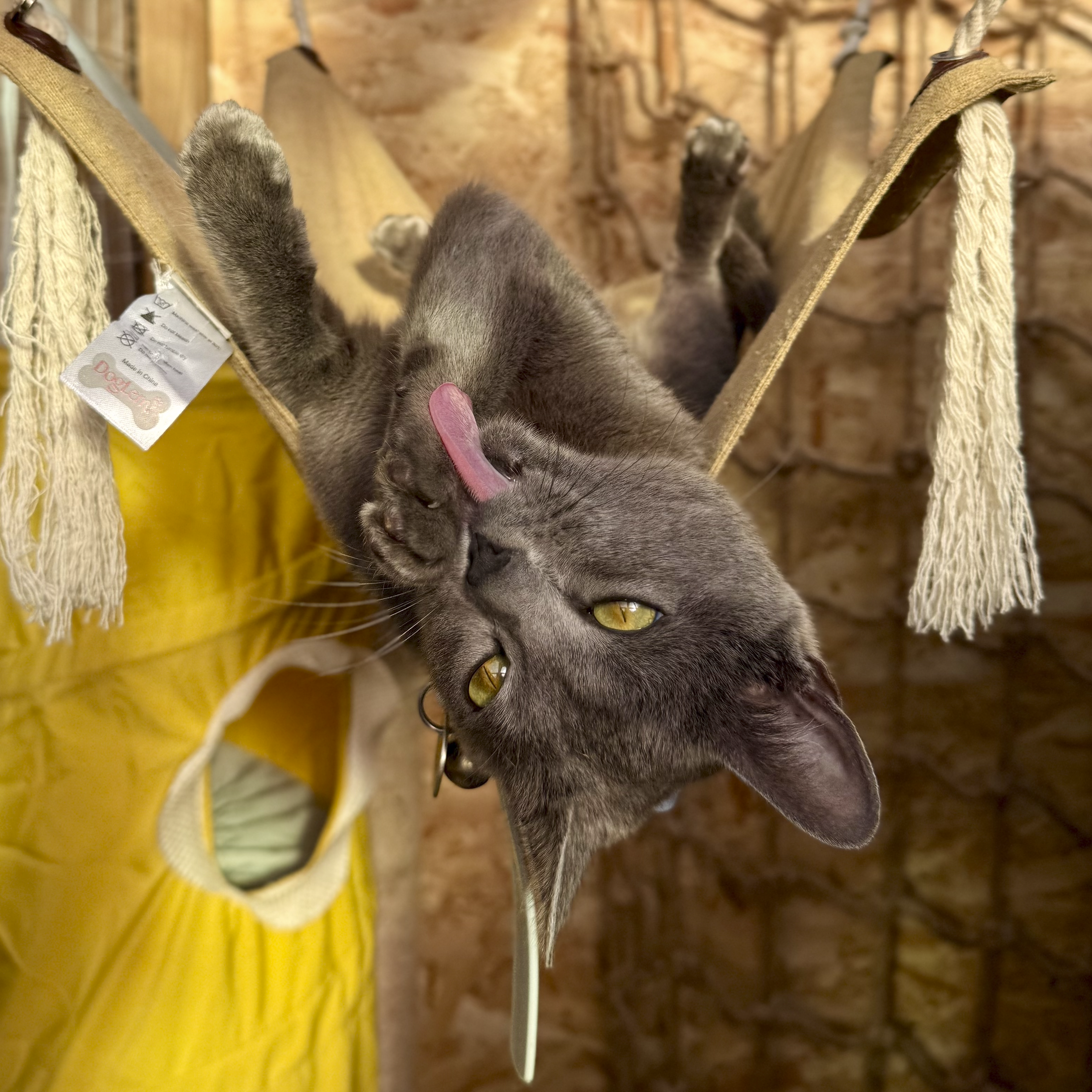 Young gray kitten lying on its back on a yellow cloth, licking its nose, with a hammock in the background.