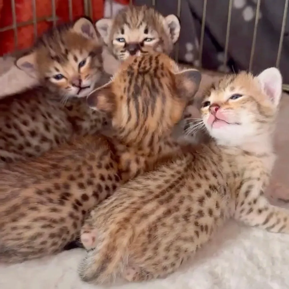 Five young cheetah cubs lying together, some with eyes half-closed, in a cage with metal bars.