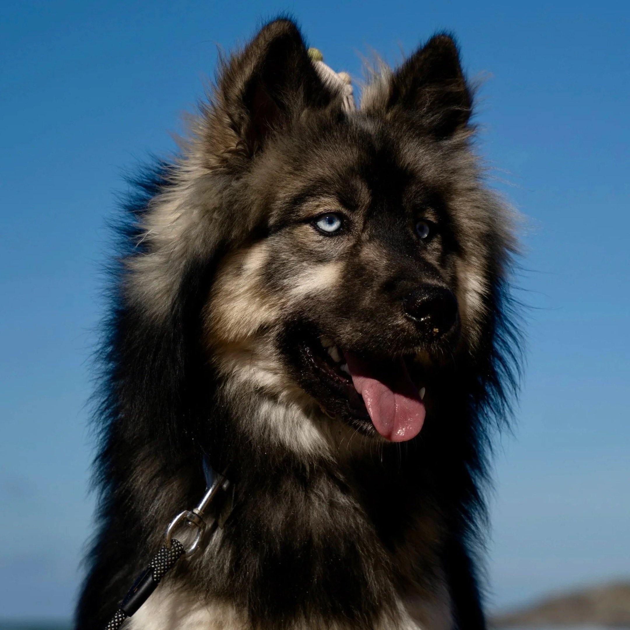 Close-up of a Husky Wolf dog with blue eyes, wearing a leash and standing against a bright blue sky, possibly during daytime.