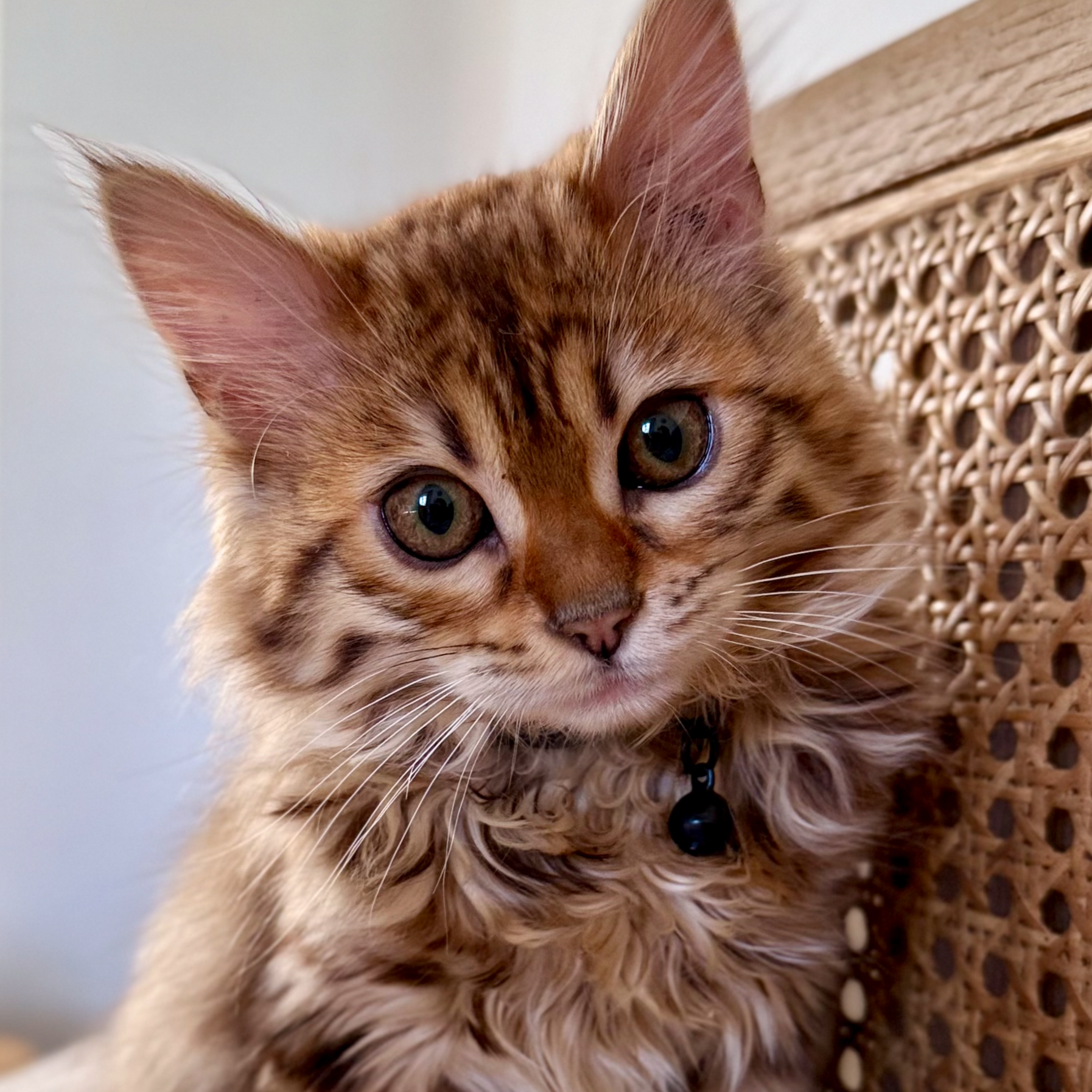 Close-up of a tabby Bengal kitten with yellow eyes and large ears, sitting on a wicker surface.