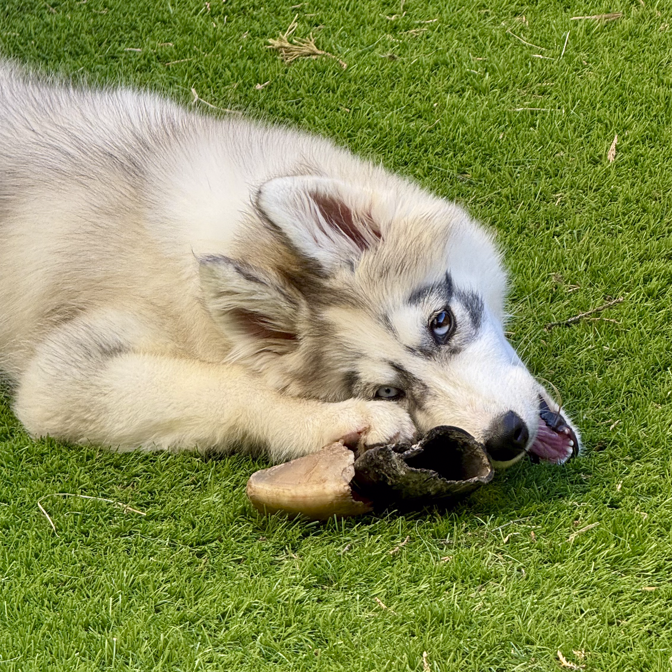 A Siberian Husky puppy lying on green grass with its tongue out, near a stick.