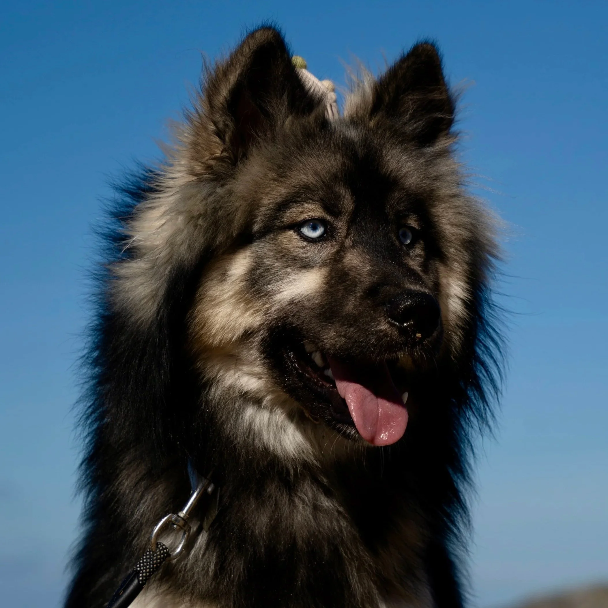 Close-up of a Siberian Husky puppy with blue eyes against a bright blue sky, wearing a collar and leash.