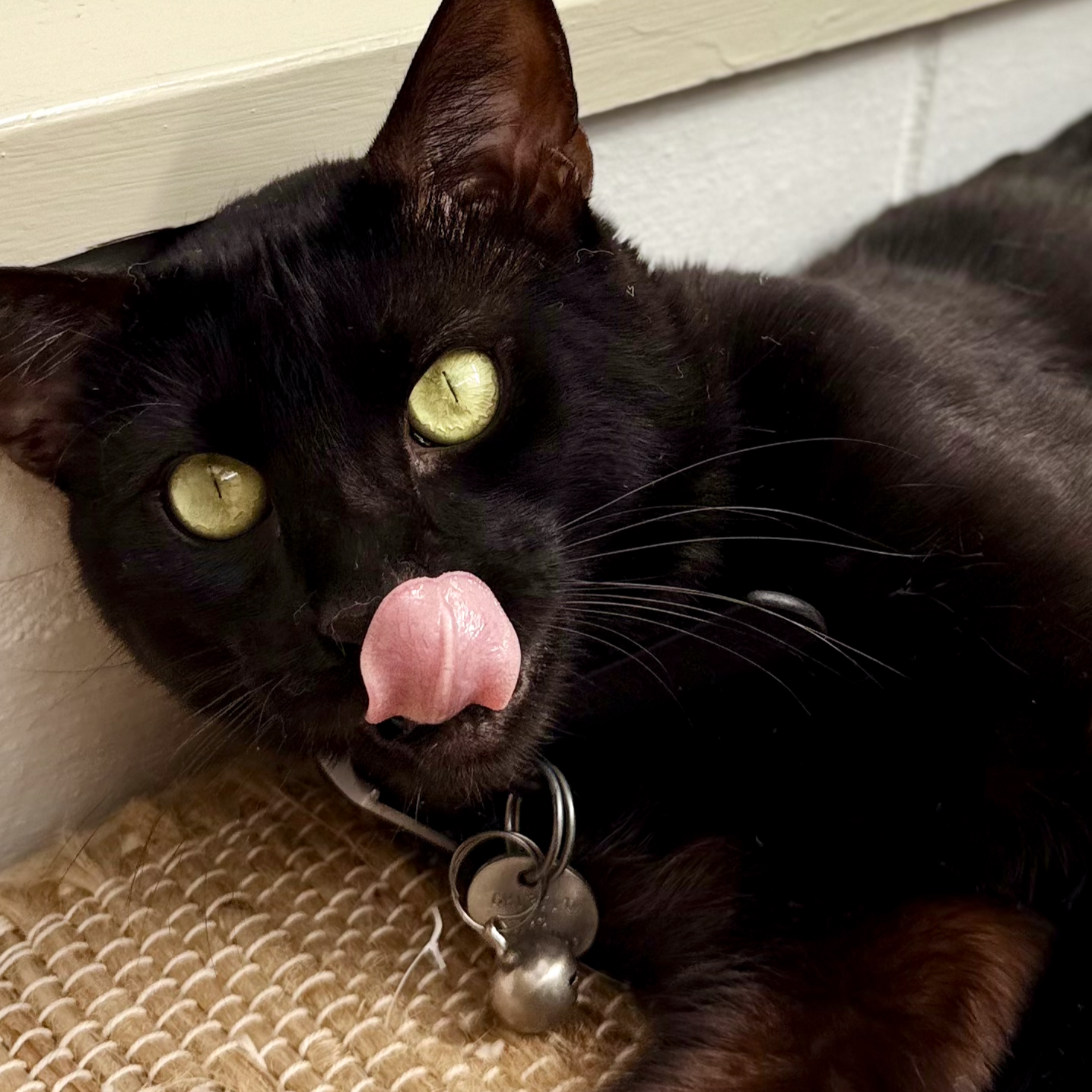 Black Bengal cat lying on a woven mat, sticking out its pink tongue, with green eyes and a collar with metal tags, near a wall.