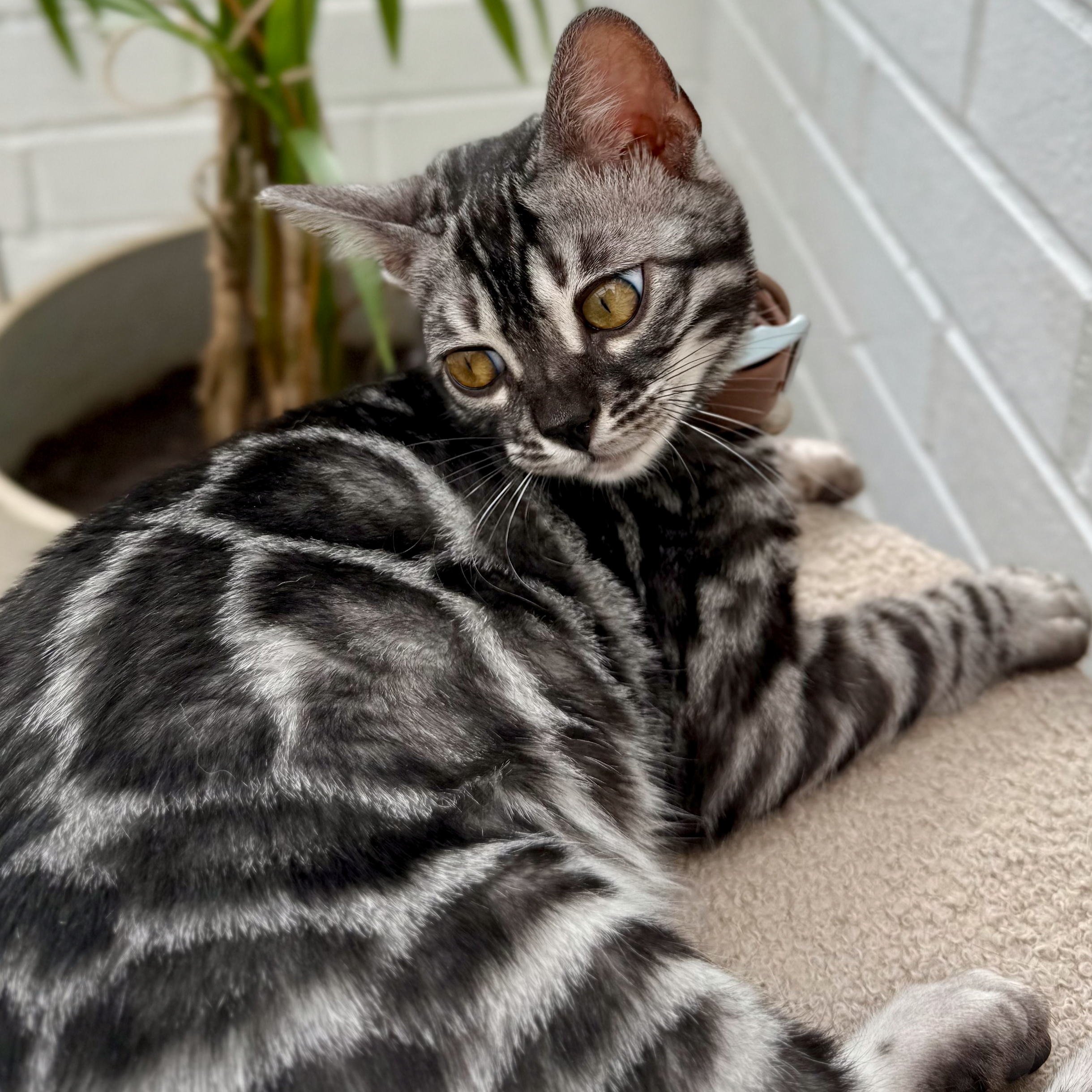 Close-up of a silver Bengal tabby kitten with yellow eyes, lying on a carpet next to a potted plant with green leaves.