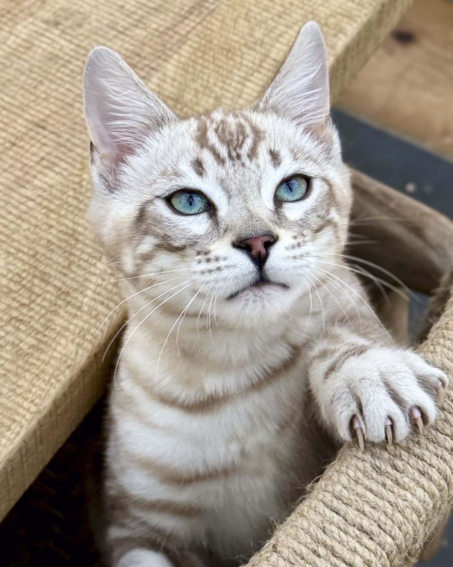 A close-up of a light-colored tabby cat with blue eyes lying on a woven cat tree.