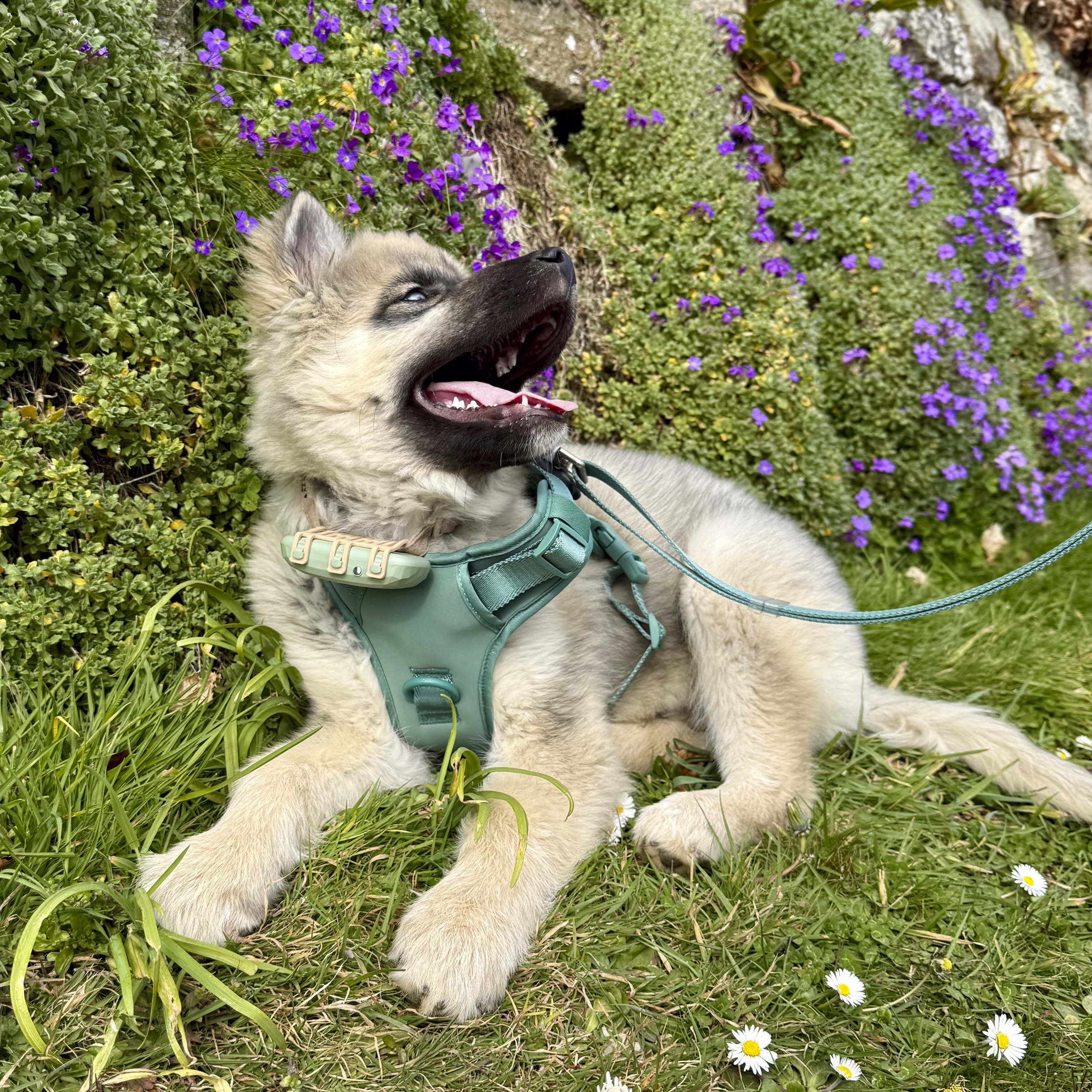 A playful puppy lying in grass surrounded by purple flowers and daisies.