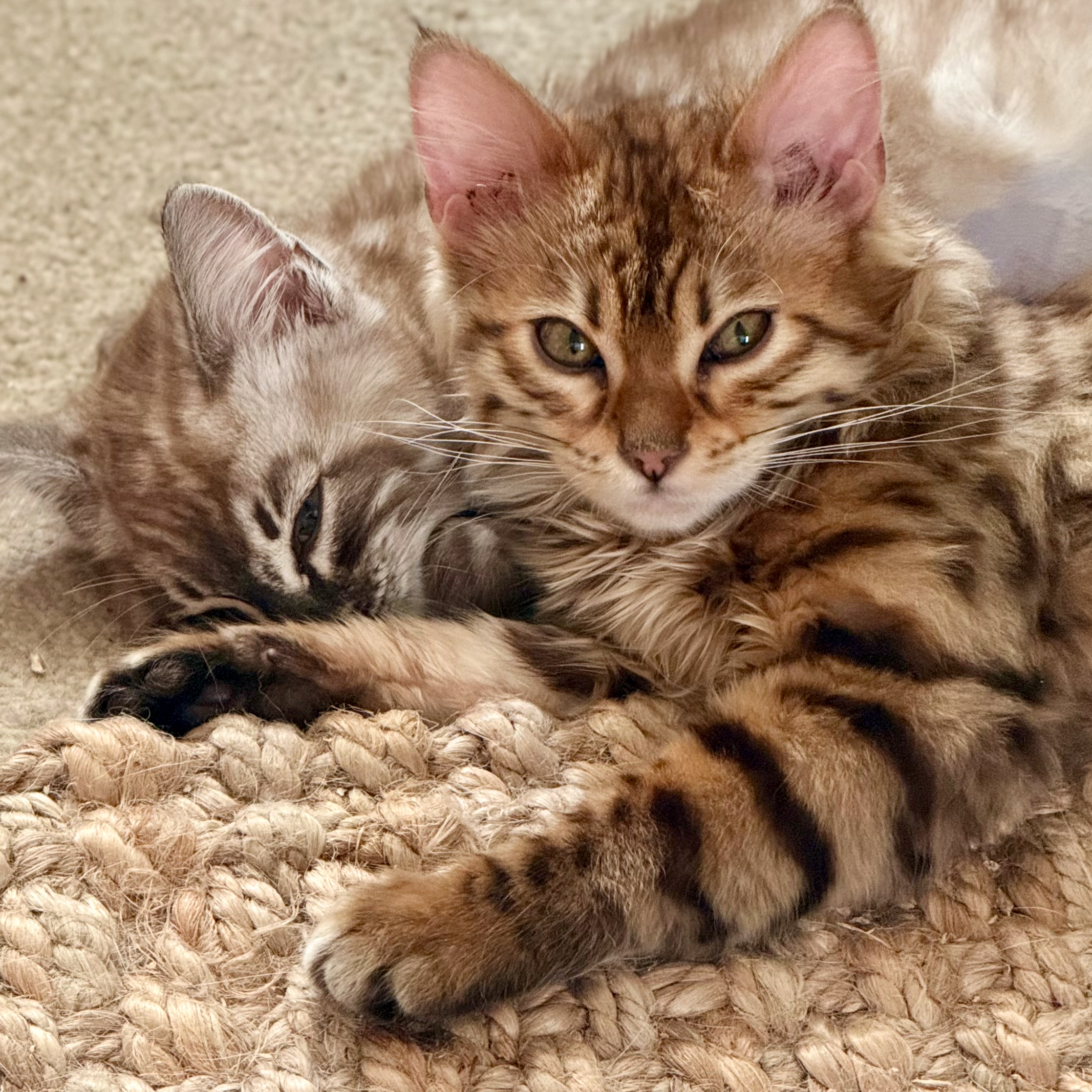Close-up of two kittens, one with orange tabby fur and green eyes, the other with light cream-colored fur, lying close together on a woven rug.