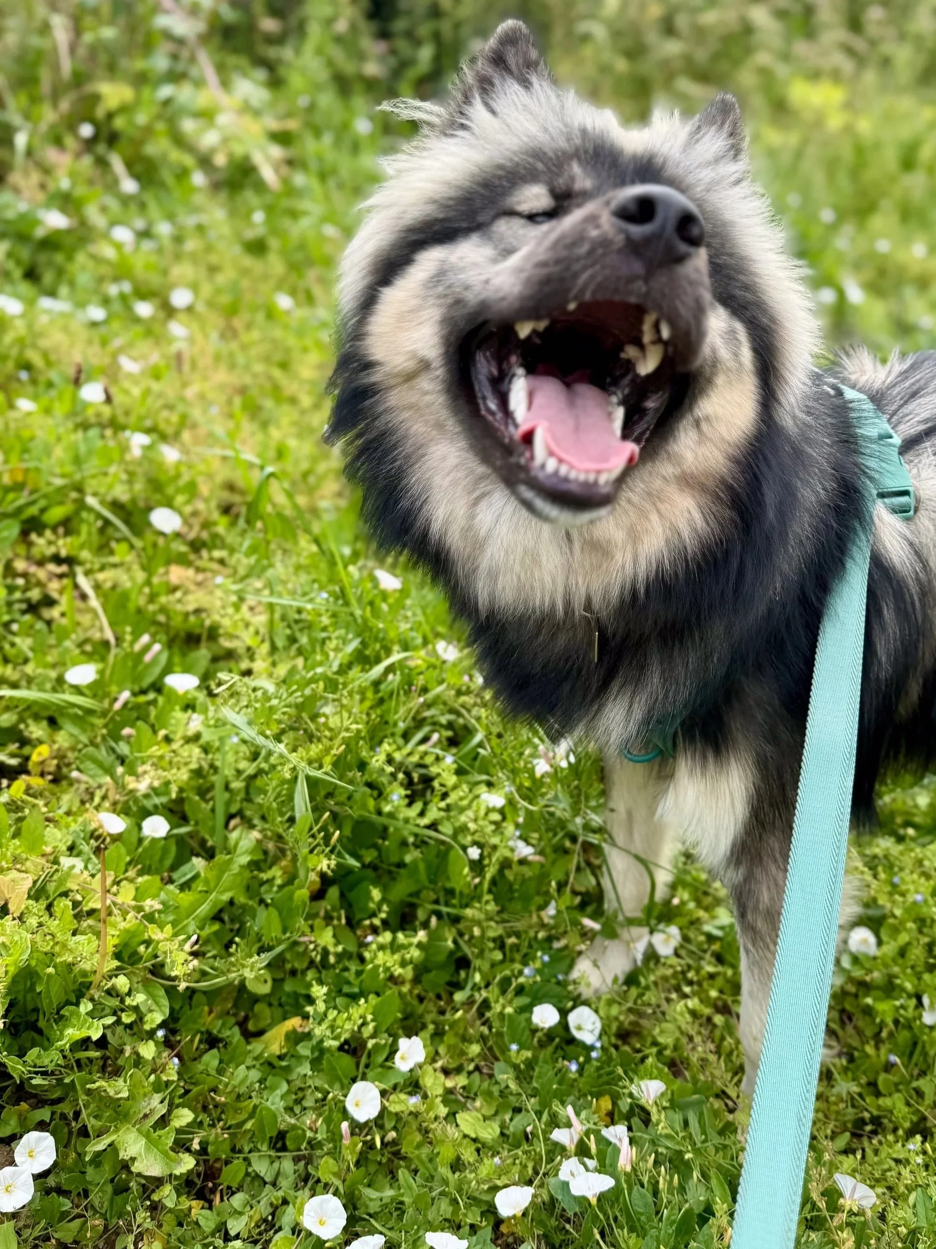 A happy, grey and black Siberian Husky dog with closed eyes, mouth open, tongue out, standing on green grass with white flowers, outdoors during daytime.