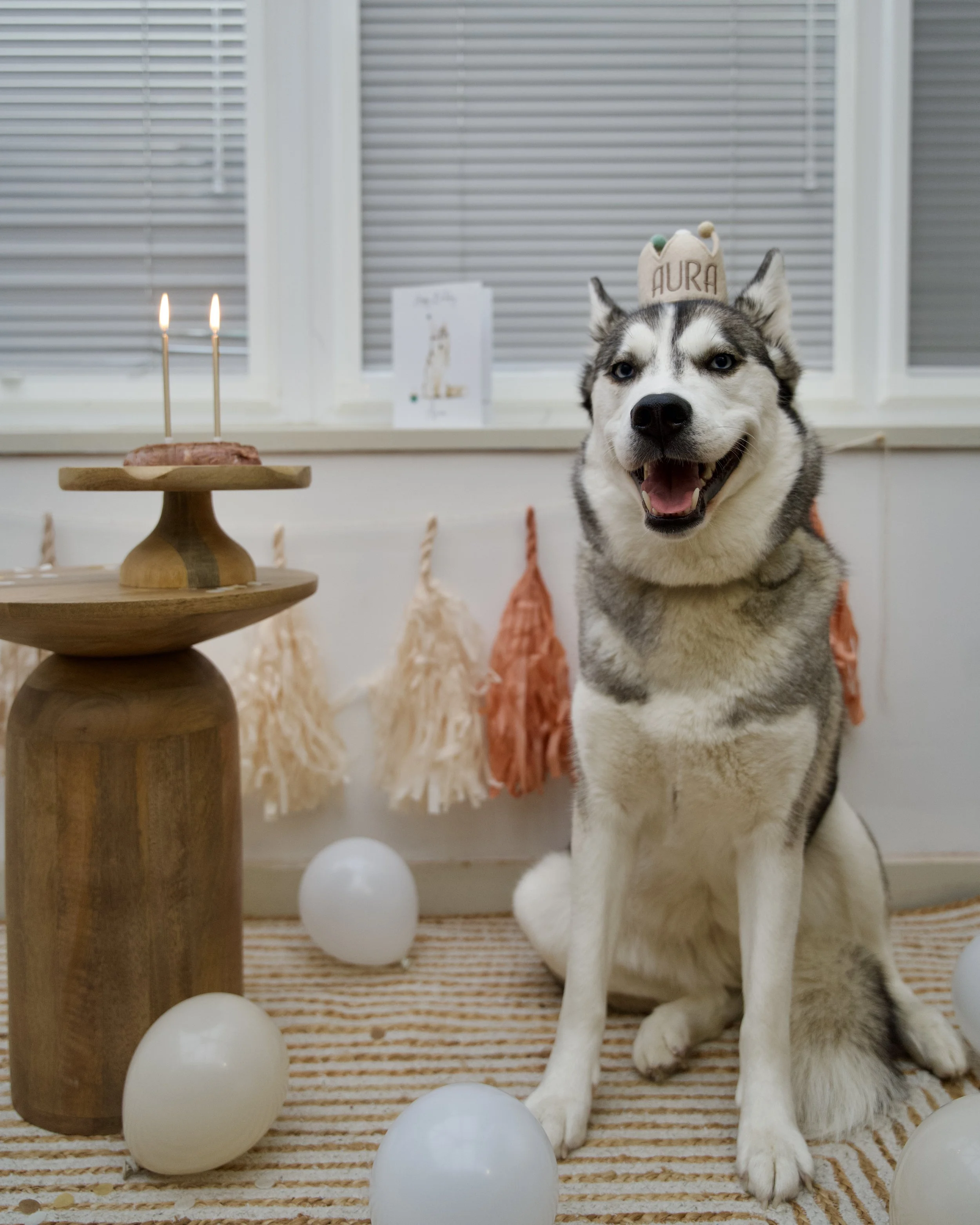 A happy Siberian Husky wearing a birthday hat with 'AURA' written on it, sitting next to white balloons and a wooden cake stand with lit candles, in a festive indoor setting.