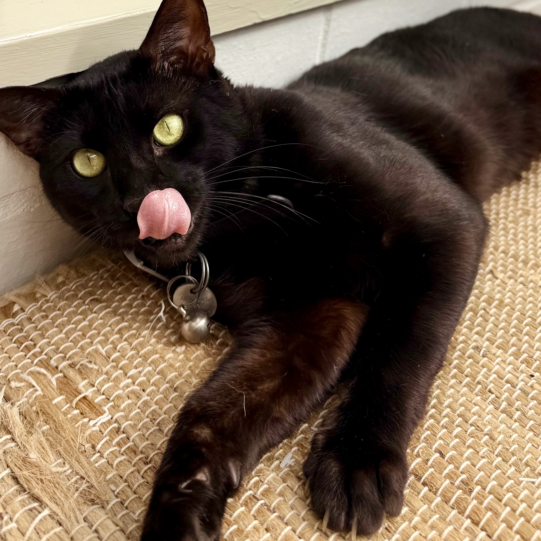 Close-up of a black cat lying on a woven mat with yellow-green eyes and tongue sticking out.