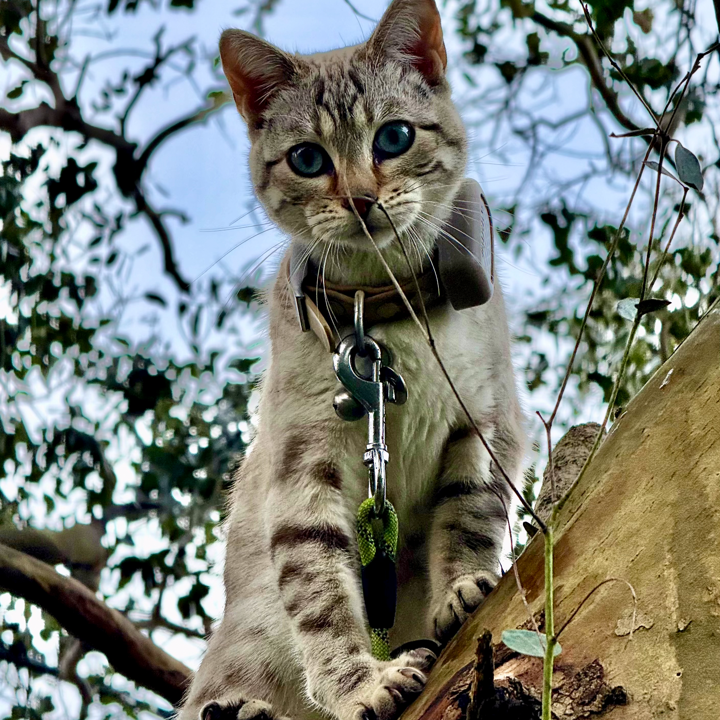 A young Bengal with blue eyes and spotted fur climbing a tree among green leaves, looking down at the camera.