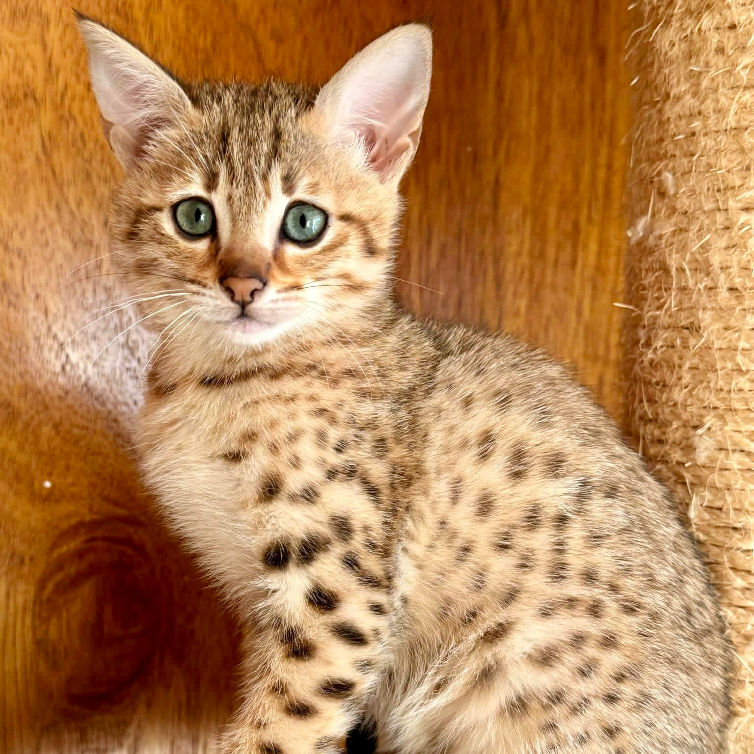 Close-up of a young tabby kitten with blue eyes, sitting on a wooden surface next to a scratching post.