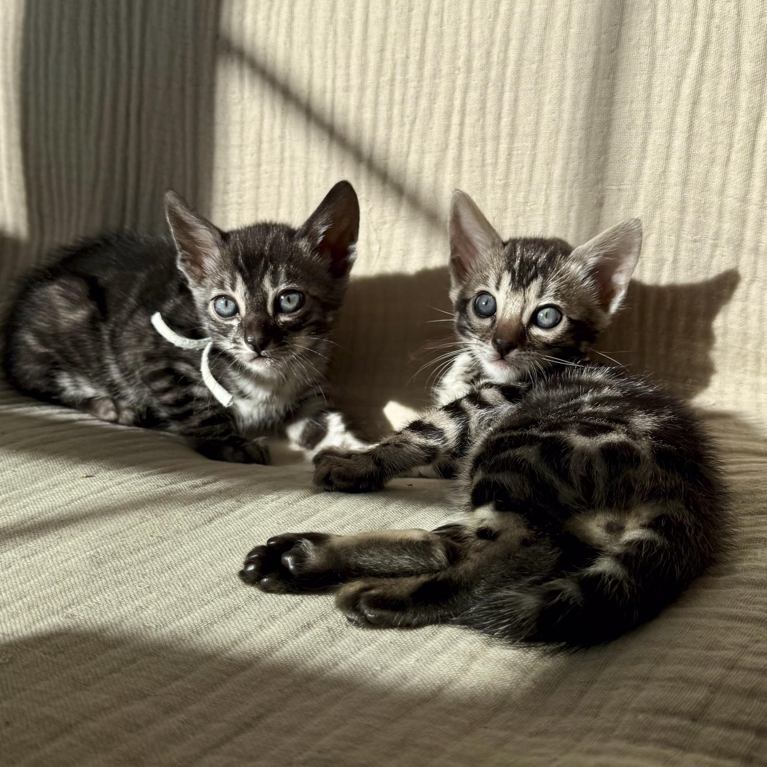 Two kittens with striped fur and blue eyes sitting on cream-colored textured fabric.