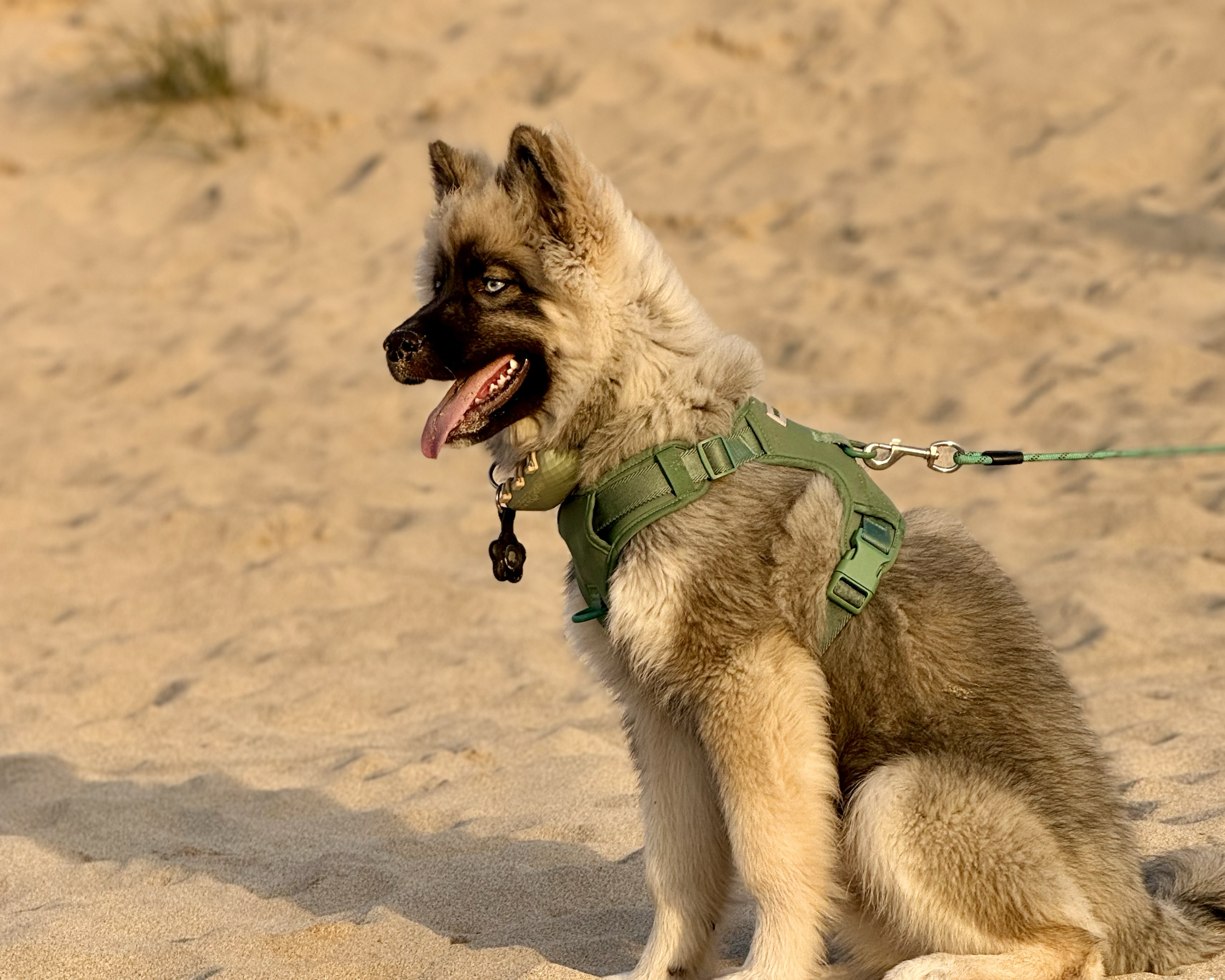 A young husky dog with blue eyes, wearing a green harness, sitting on sand with some plants in the background.