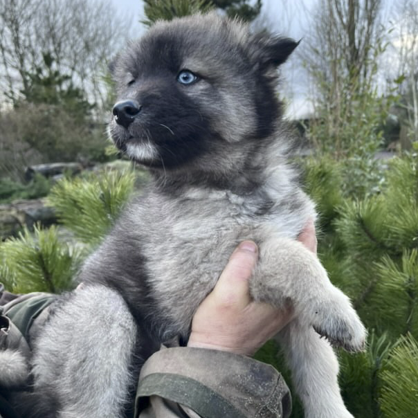 Person holding an adorable gray and black Siberian Husky puppy with blue eyes outdoors, with green foliage and trees in the background.