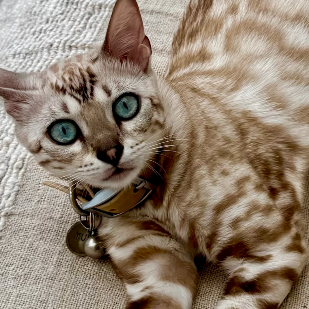 Close-up of a Bengal tabby cat with blue eyes lying on a textured beige surface.