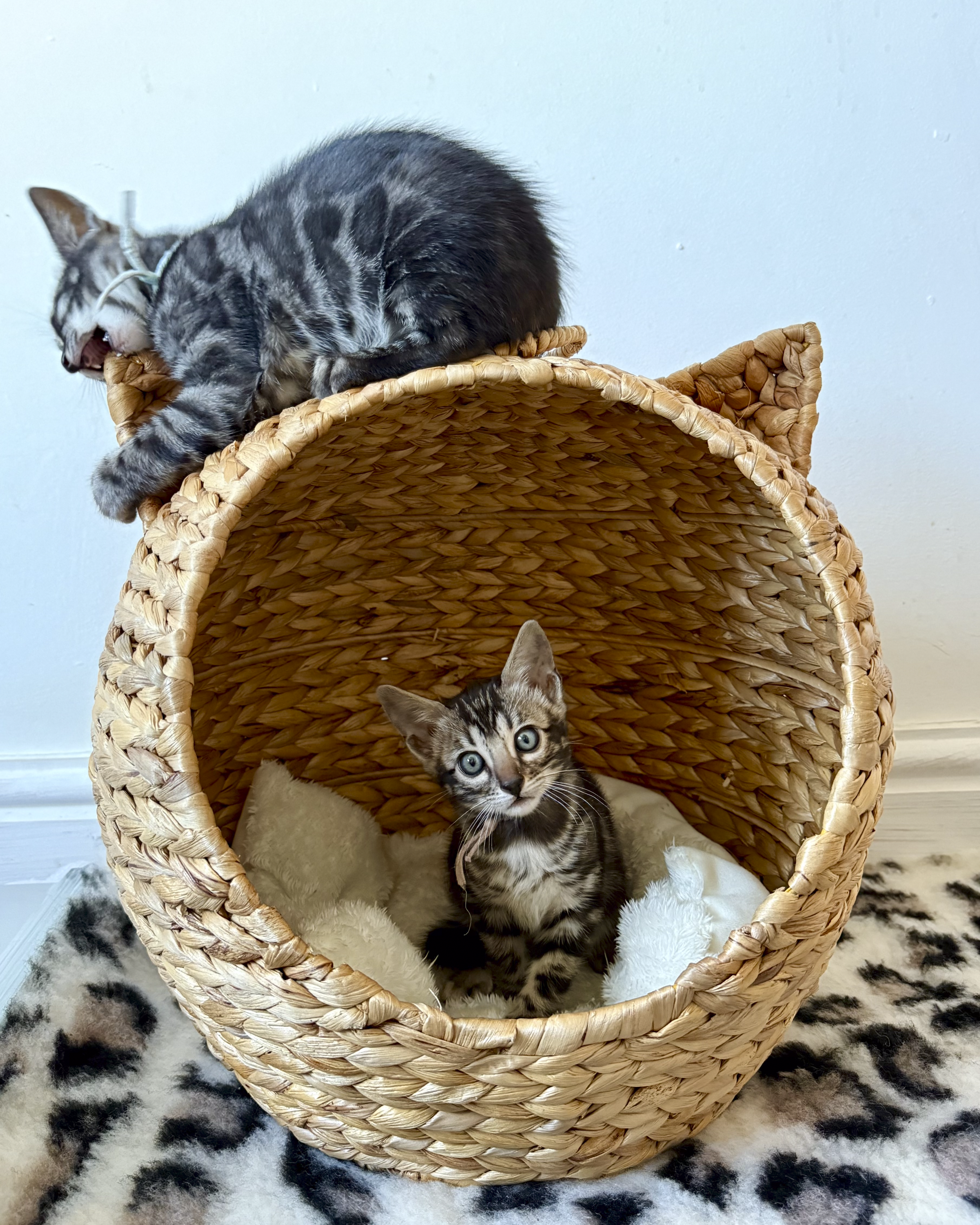 A gray tabby kitten with blue eyes sitting inside a wicker cat house. A second kitten with gray and black stripes is on top of the house, yawning or meowing. The house is on a black and white spotted rug, and the background is a plain light-colored wall.