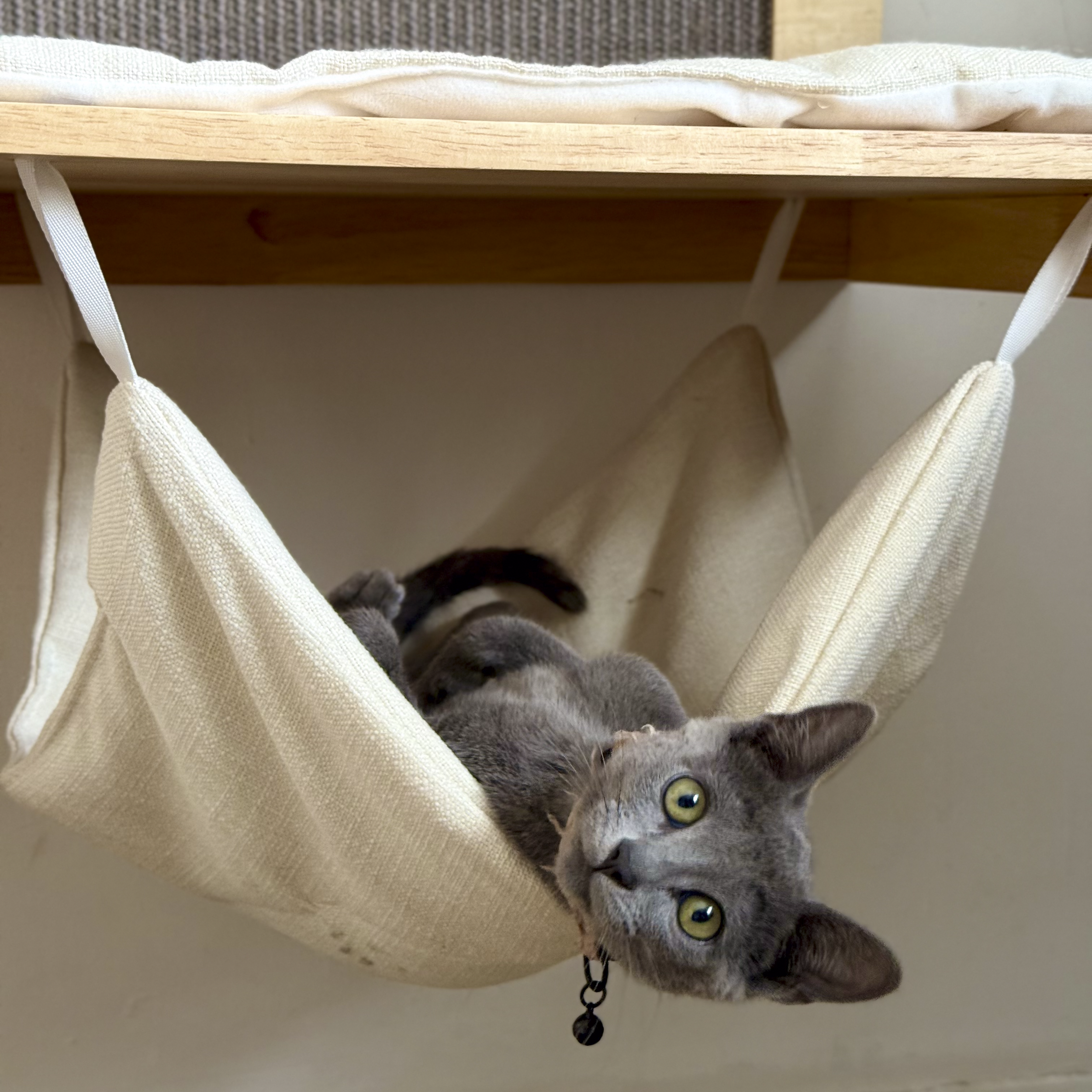 A gray tabby kitten with greenish eyes looking up from under a cream-colored fabric hammock hanging from a wooden shelf.