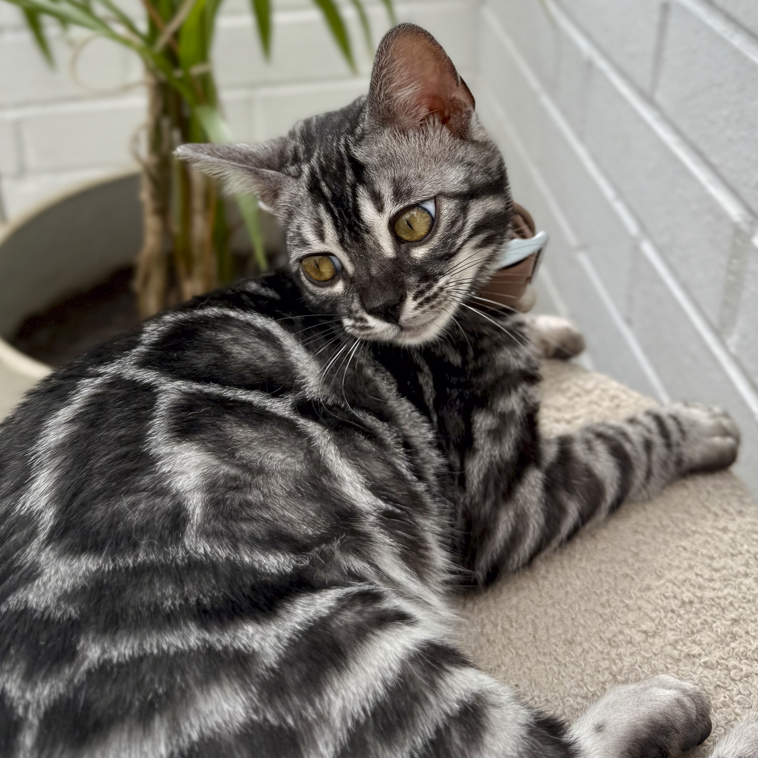 A gray tabby kitten with yellow eyes lying on the floor near a white brick wall, partially obscured by a potted plant.