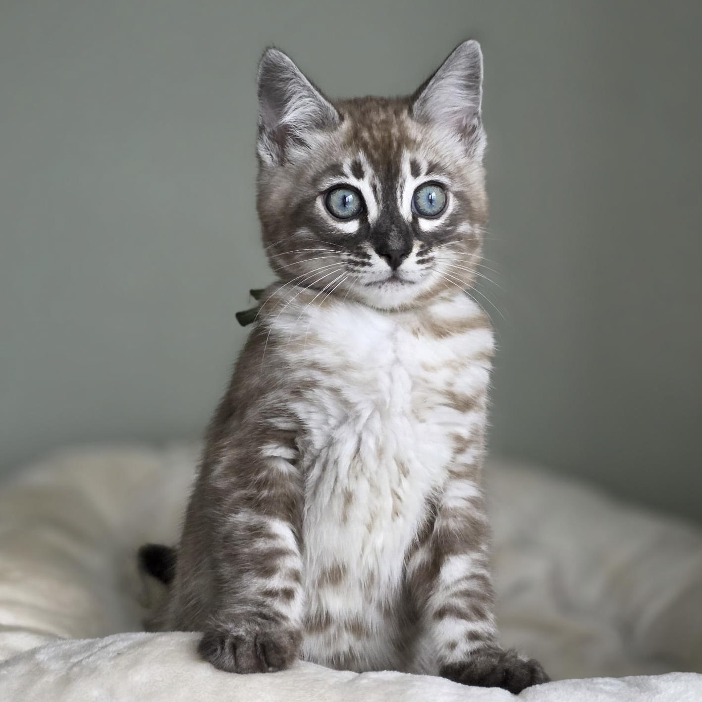 Young tabby kitten with blue eyes sitting on a soft surface, facing forward against a muted background.