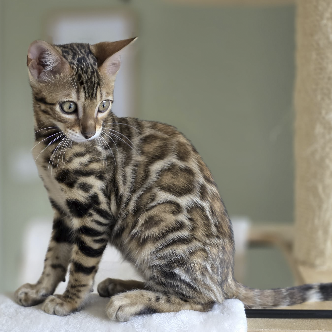 A young Bengal cat with a spotted coat sitting on a white surface indoors.