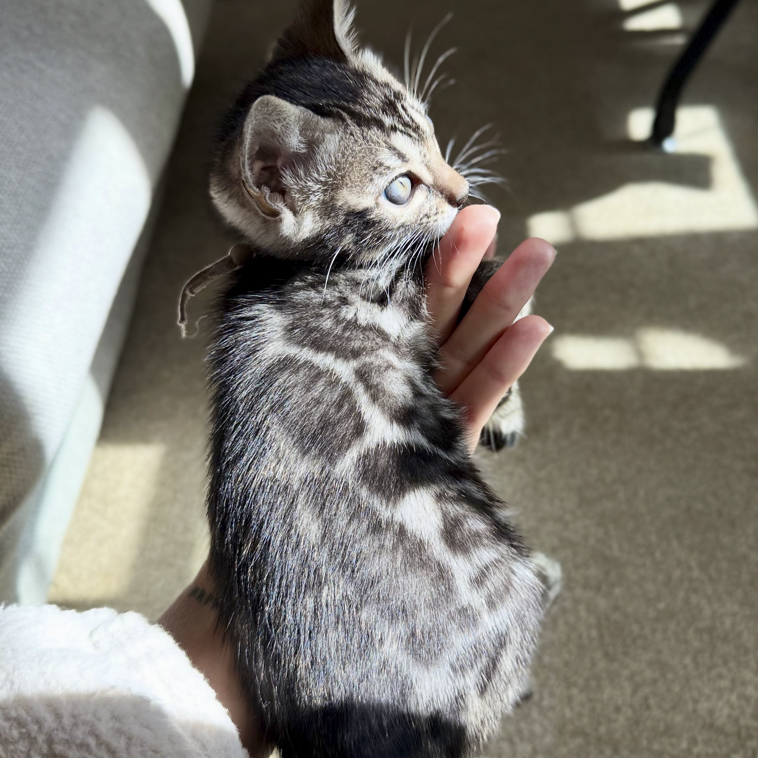 Close-up of a kitten being held by a person's hand, with the kitten's face facing to the right. The kitten has striped fur and blue eyes, and is indoors with a chair in the background.