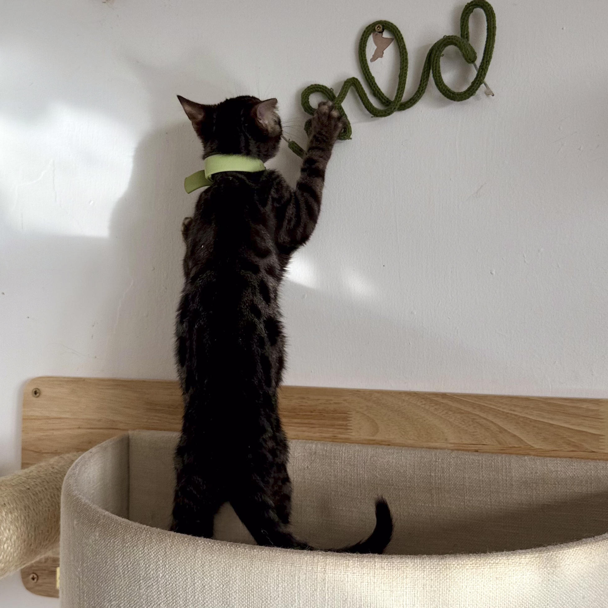 A black tabby cat with a green collar playing with a green word sign that spells out 'love' on a plain indoor wall.