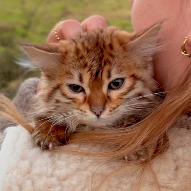 A person holding a small, orange tabby kitten close to their chest, outdoors with a blurred background of greenery.