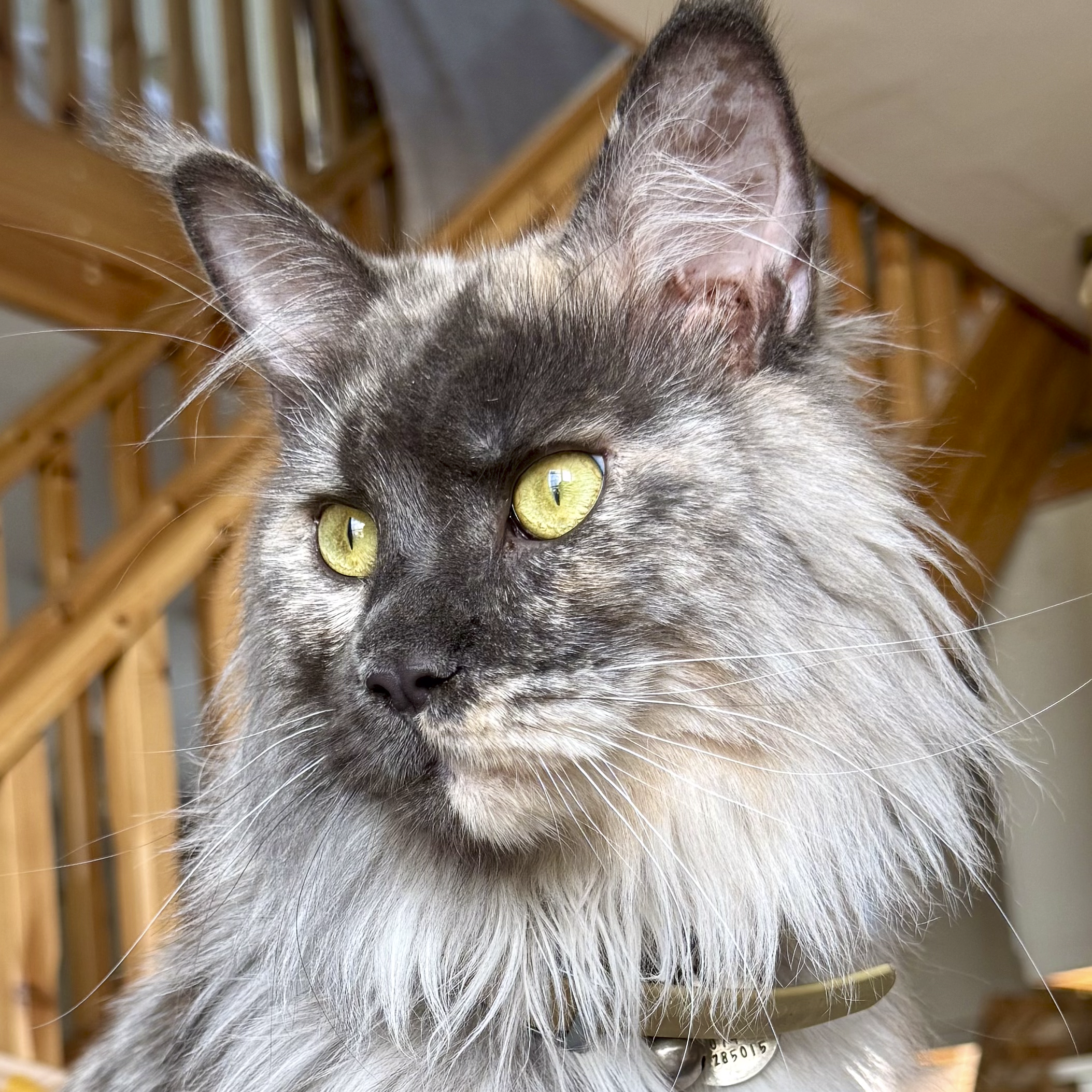 Close-up of a gray tabby cat's face with green eyes, showing its nose, whiskers, and part of its ear. The background includes wooden furniture or shelving.
